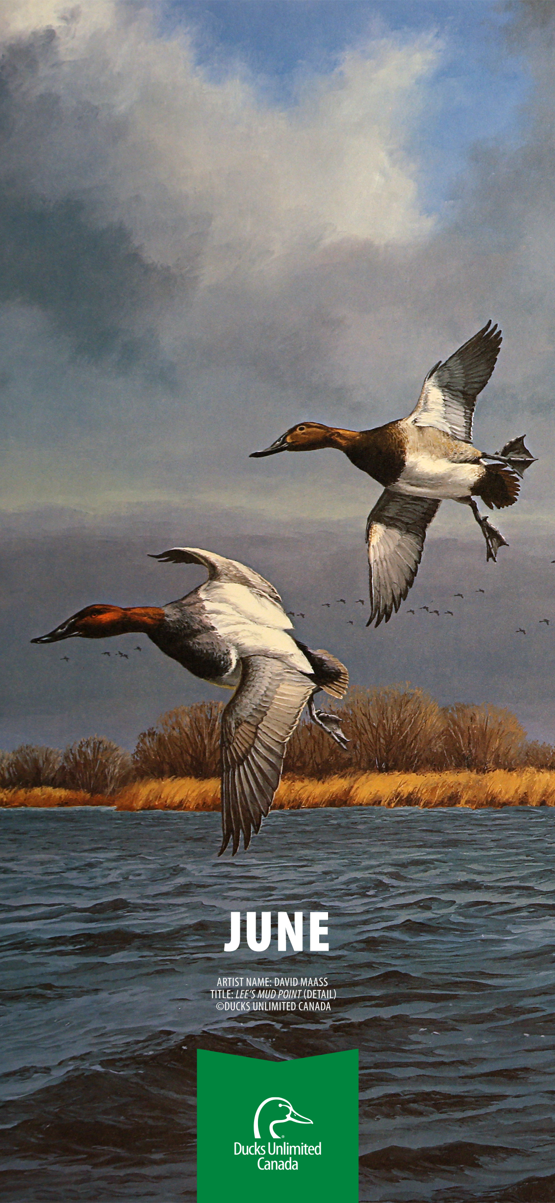 Ducks Unlimited Wallpapers Wallpaper Cave