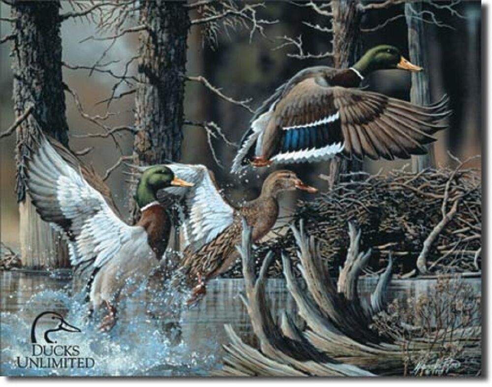 Ducks Unlimited HD Wallpaper
