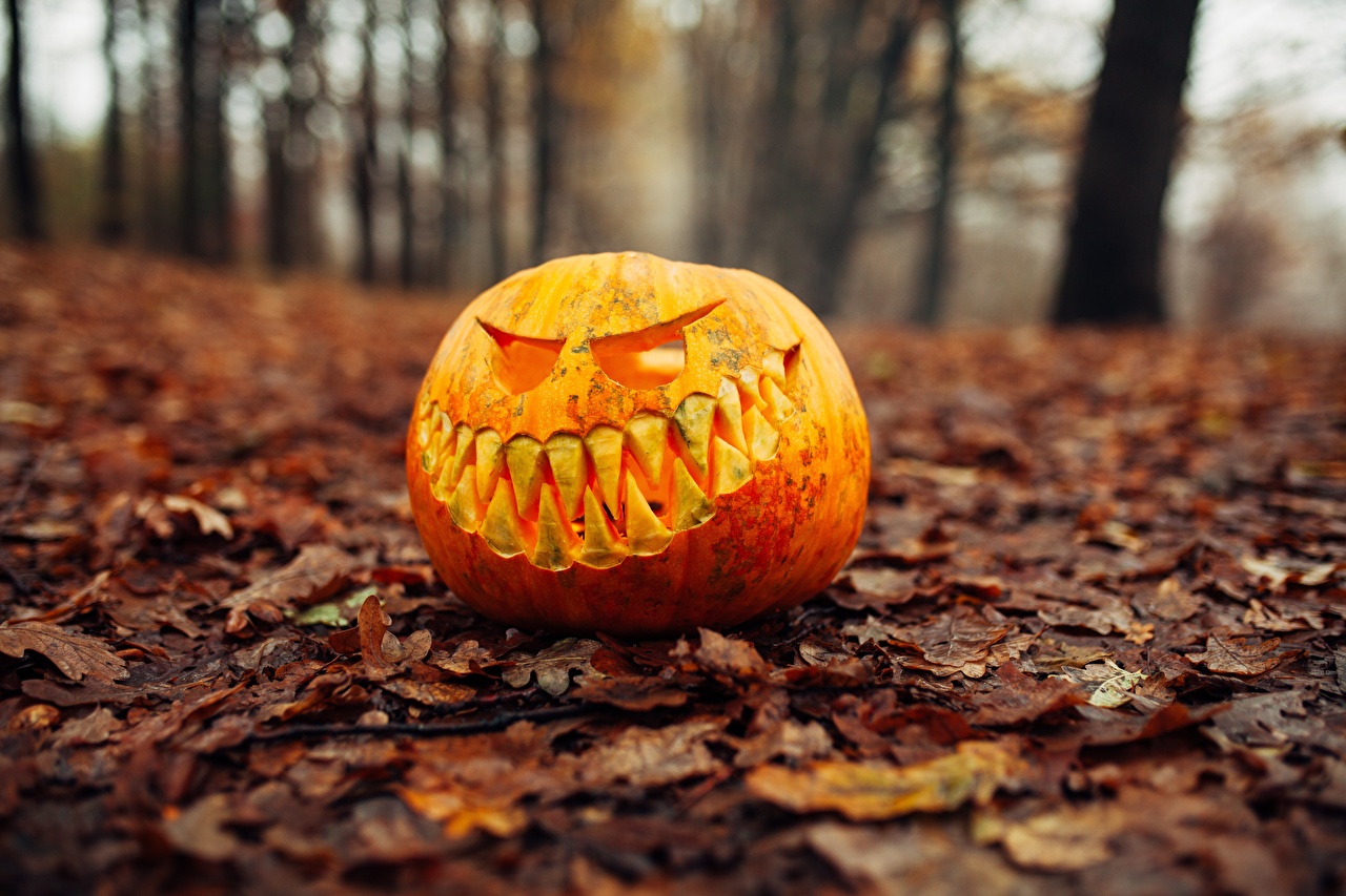 Wallpaper Leaf Bokeh Autumn Pumpkin Halloween