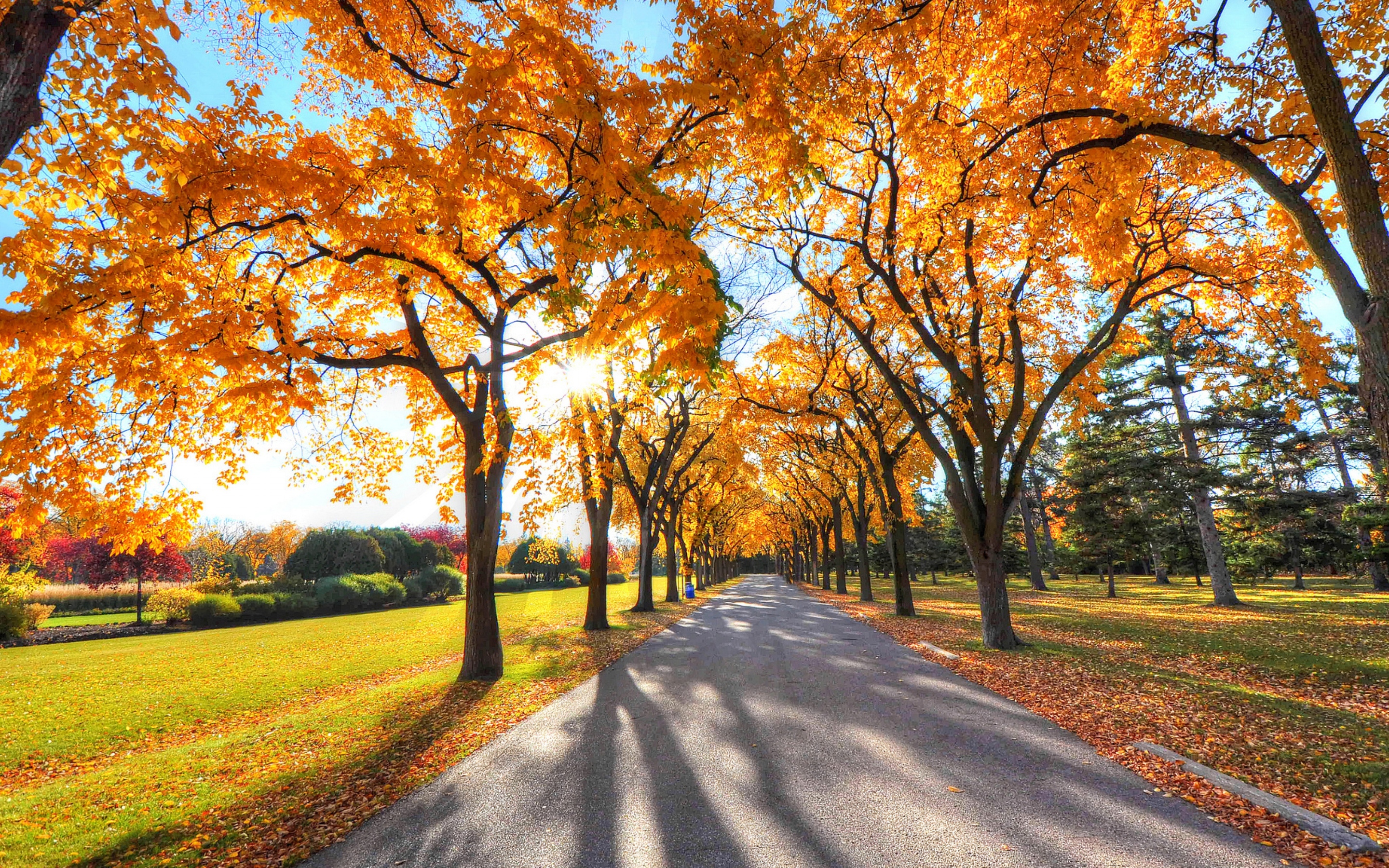 Autumn Alley Park Macbook Pro Retina HD 4k Wallpaper, Image, Background, Photo and Picture