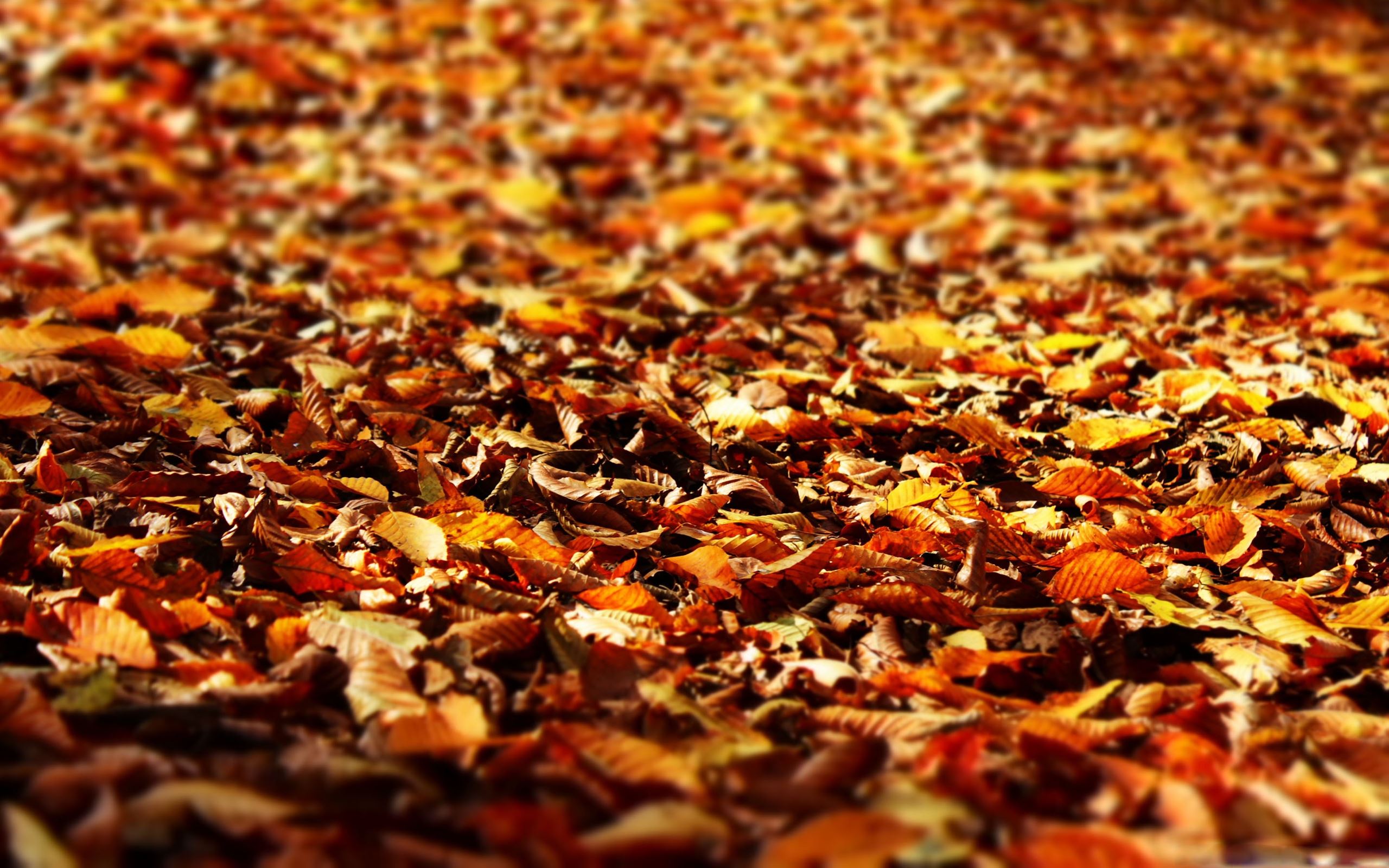 Mackbook Autumn Wallpapers - Wallpaper Cave