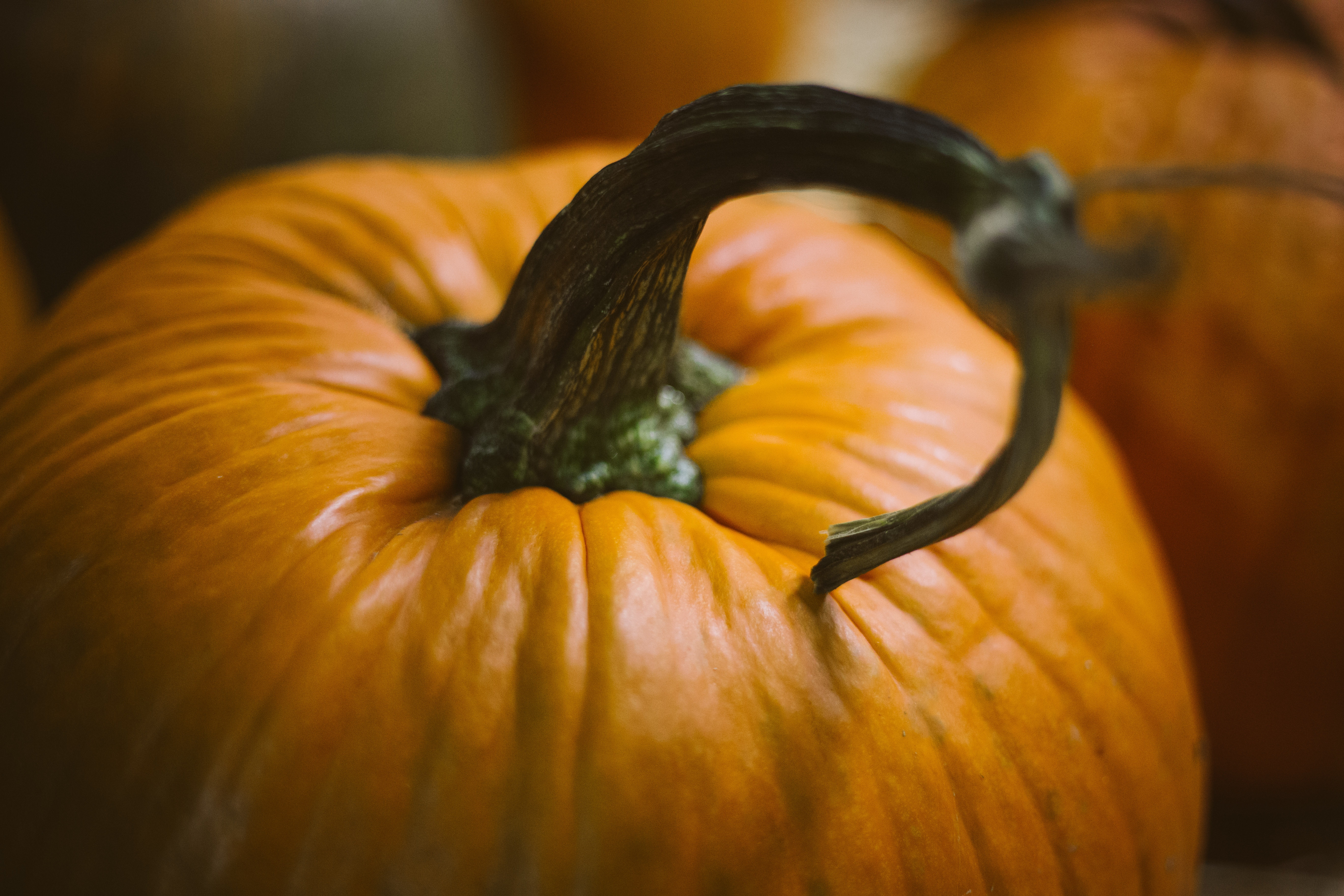 5472x3648 #guard, #orange, #macro, #haunting, #nature, #vegetable, #fall, #autumn, #close, #squash, #bokeh, #harvest, #pumpkin, #plant, #green, #blur, #Public domain image, #spooky, #halloween, #gourd. Mocah HD Wallpaper
