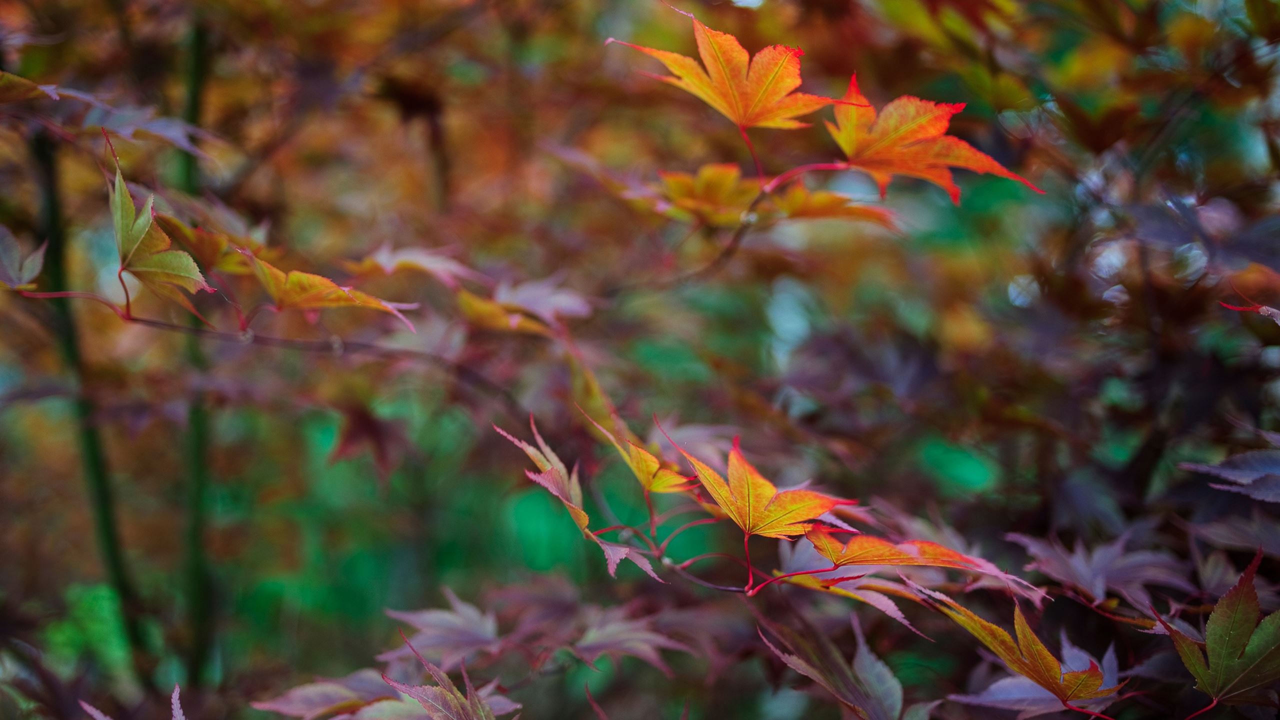 Late Summer Foliage Mac Wallpaper Download