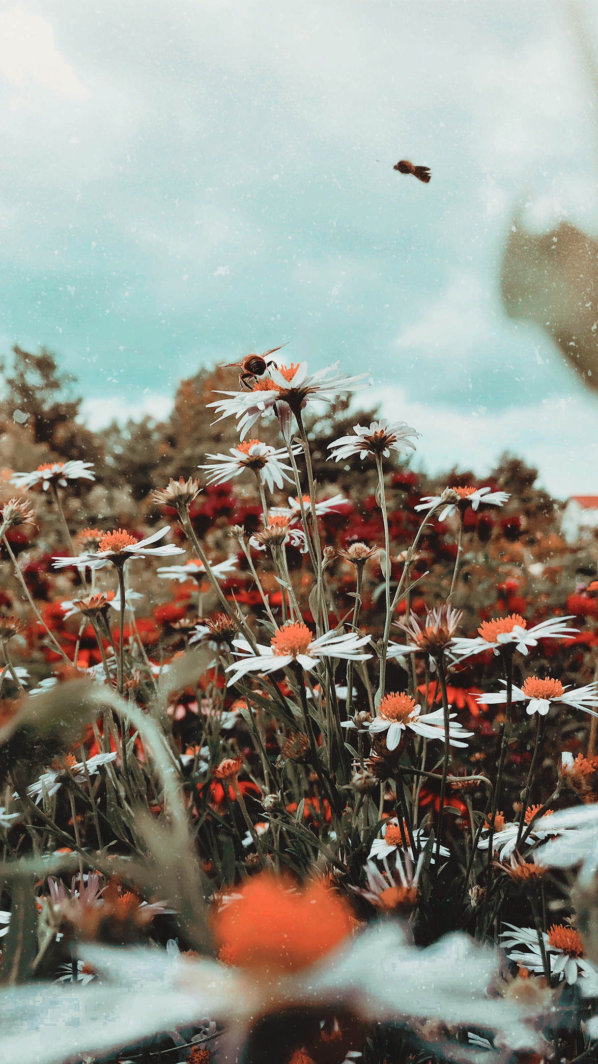 The ULTIMATE collection of aesthetic phone wallpaper (iPhone & Android )