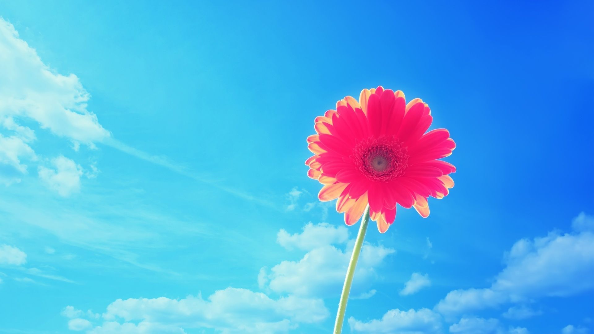 Pink Gerbera Flower Wallpaper