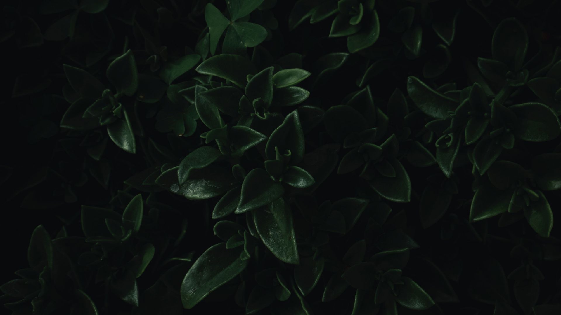 Desktop wallpaper green leaves, close up, dark, portrait, HD image, picture, background, d16c59