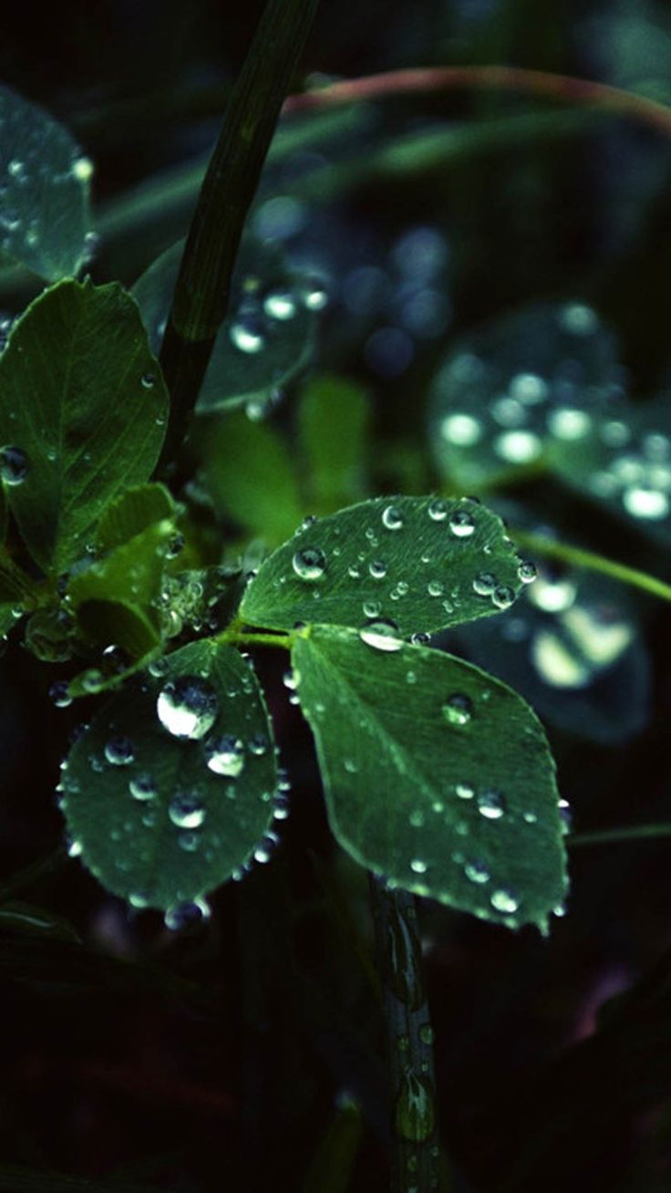 Dark Leaf Dew Macro #iPhone #plus #Wallpaper. Nature iphone wallpaper, Rainy wallpaper, Nature wallpaper