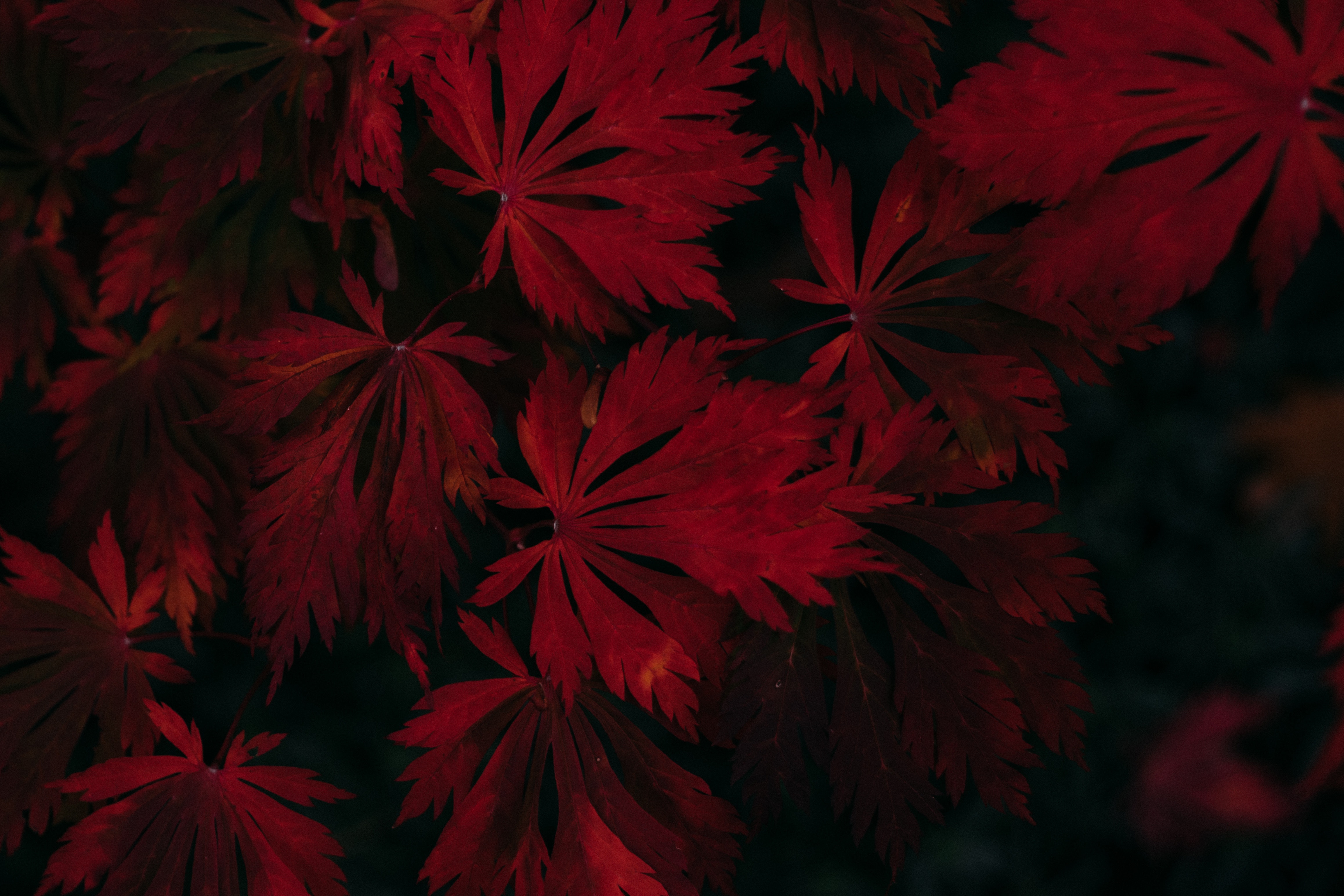 Wallpaper Leaves, Red, Black, Dark, Plant Leaf Wallpaper HD