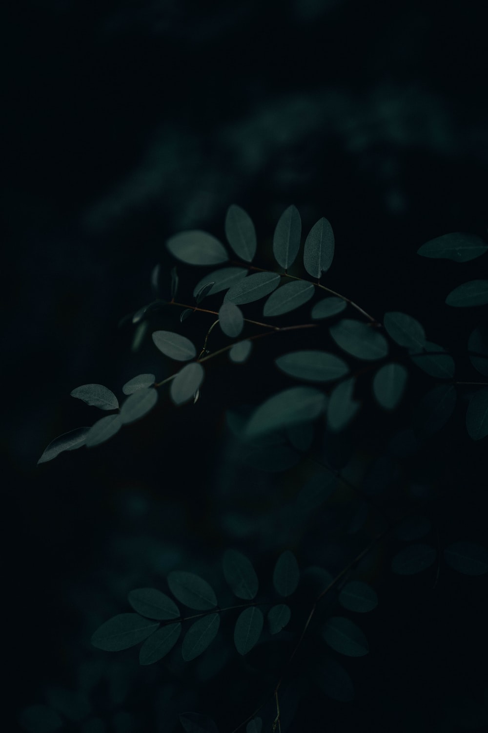 green leaves in black background photo