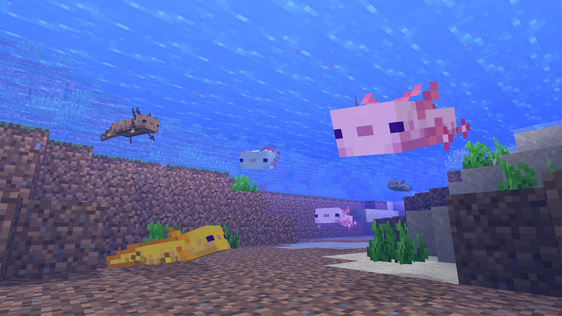 Minecraft 1.17 axolotl to find, tame, or breed the new mob