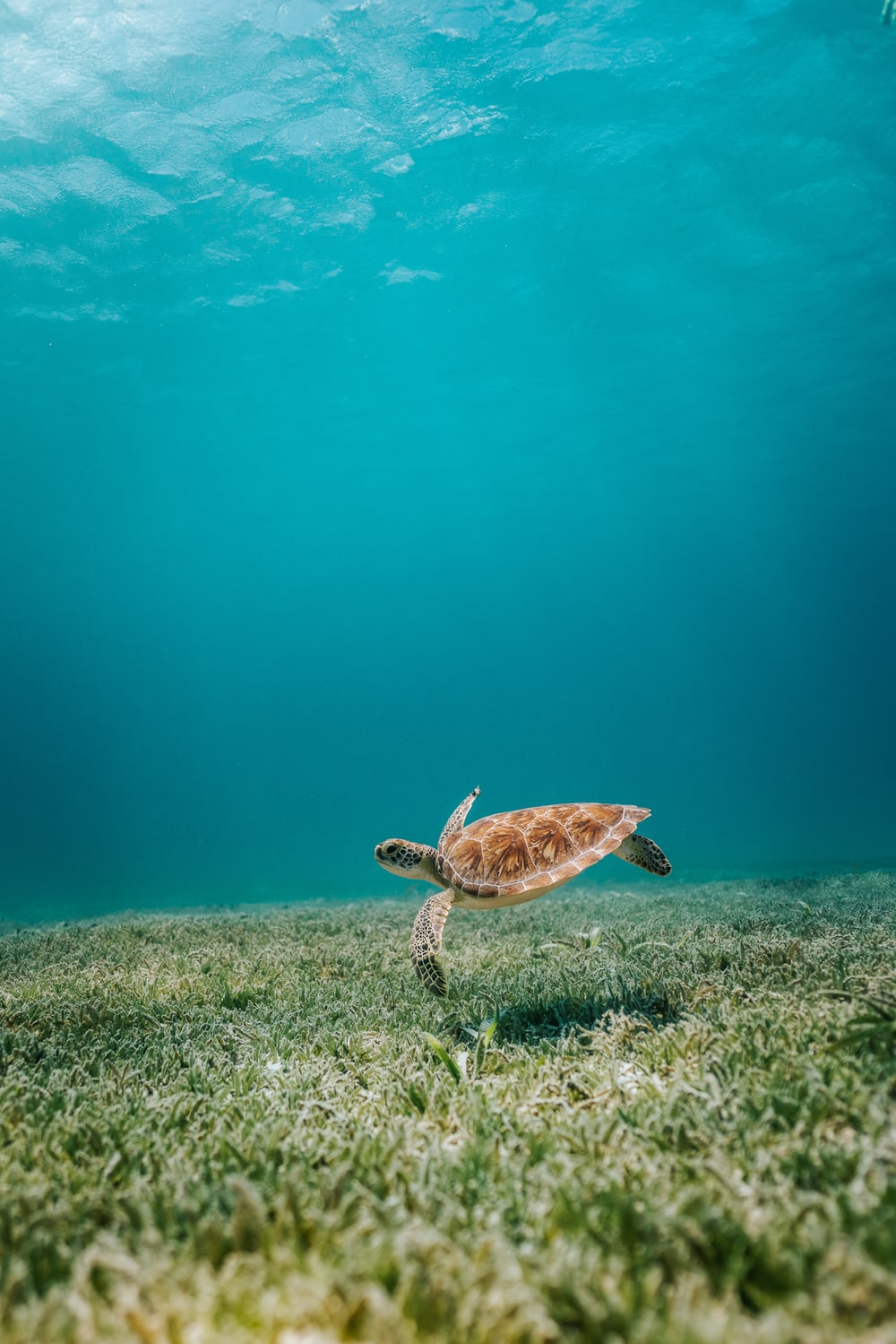 Turtle Picture. Download Free Image