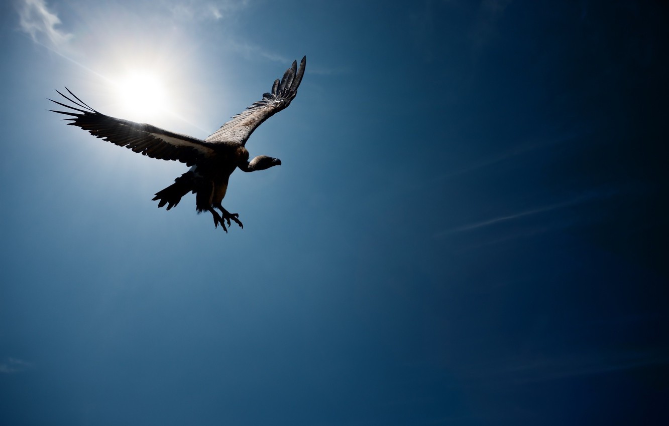 Wallpaper the sky, the sun, flight, vulture, Grif image for desktop, section животные