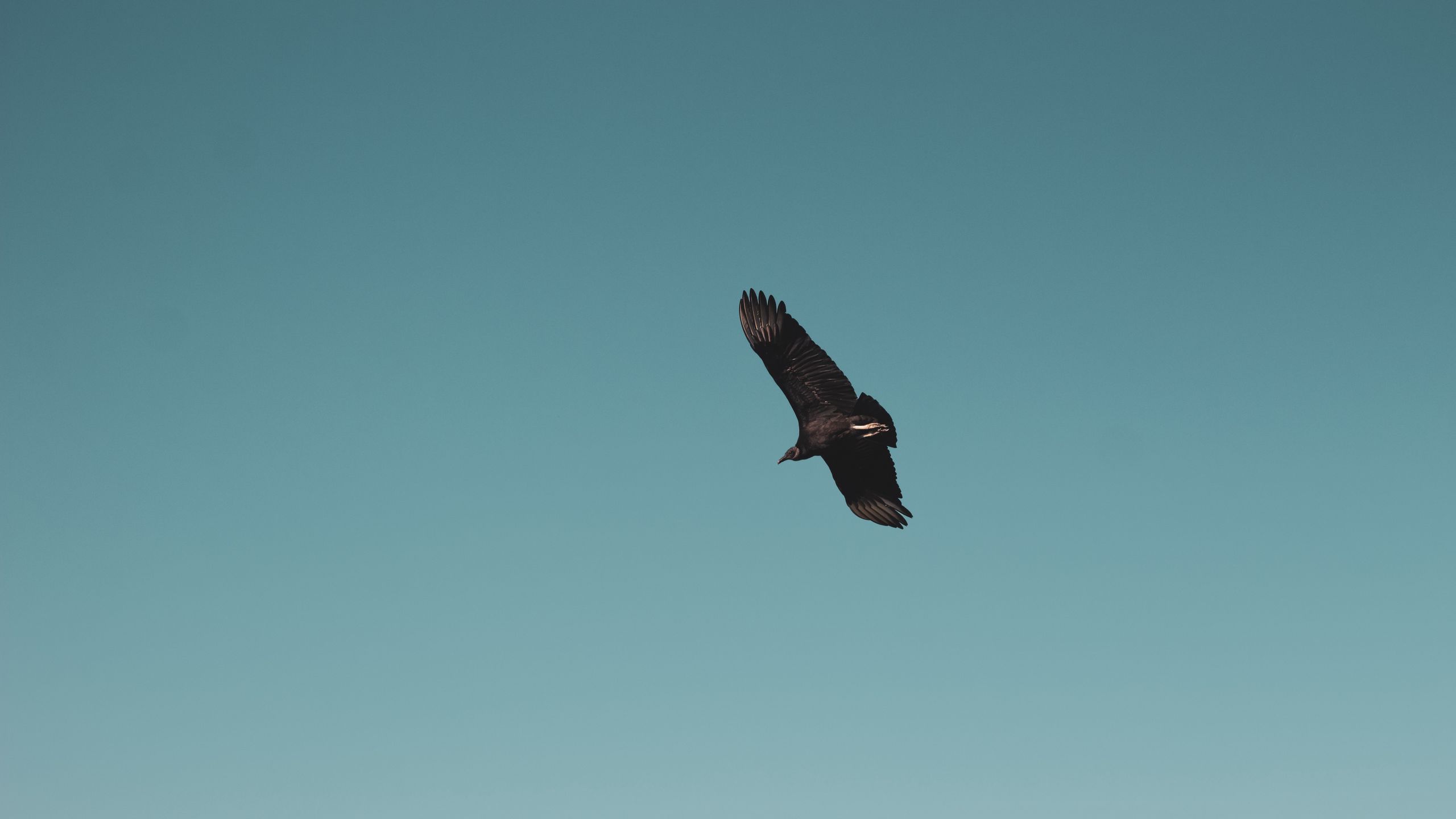 Download wallpaper 2560x1440 vulture, bird, sky, fly, soar widescreen 16:9 HD background