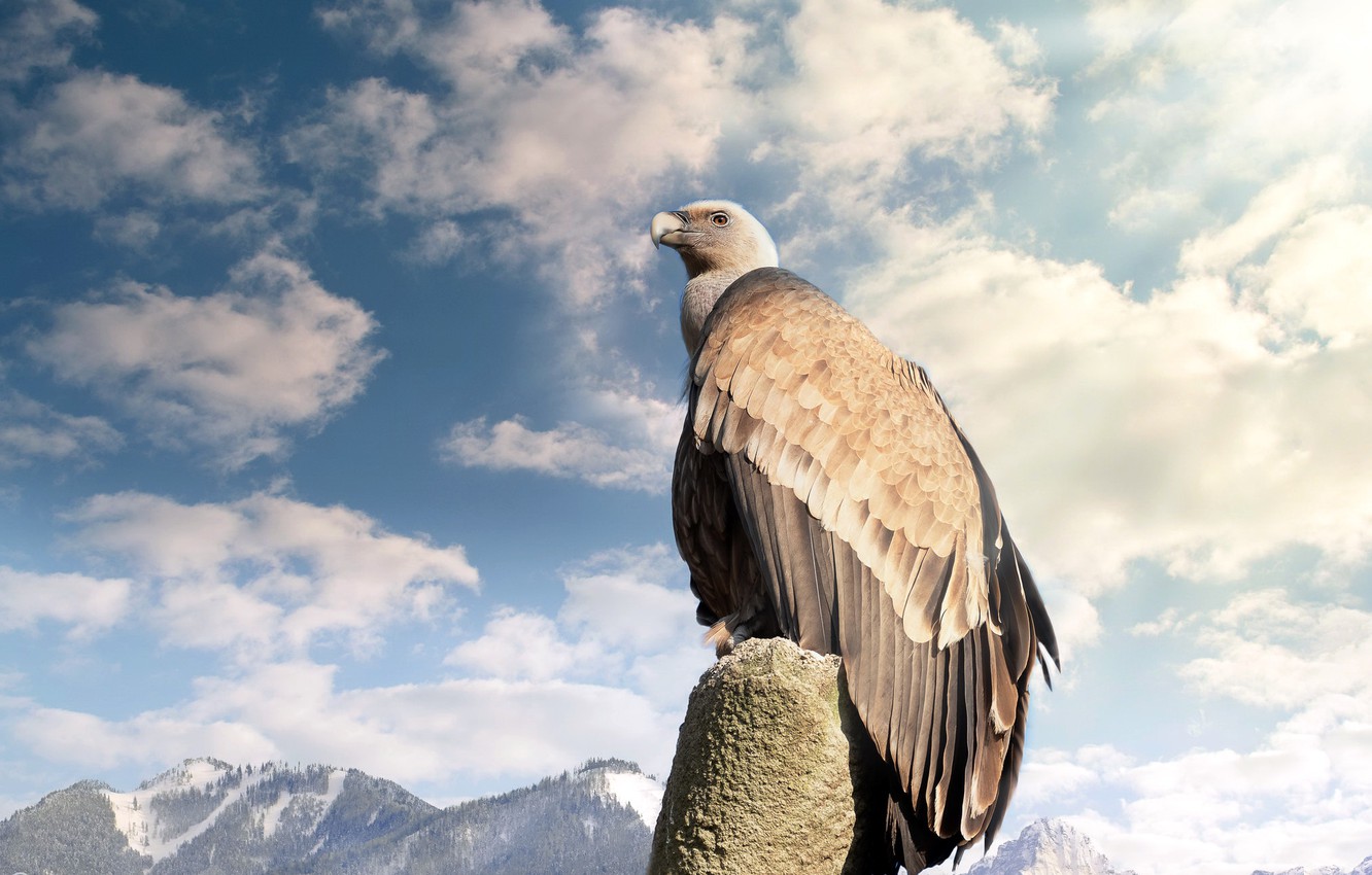 Vulture In Sky Wallpapers - Wallpaper Cave