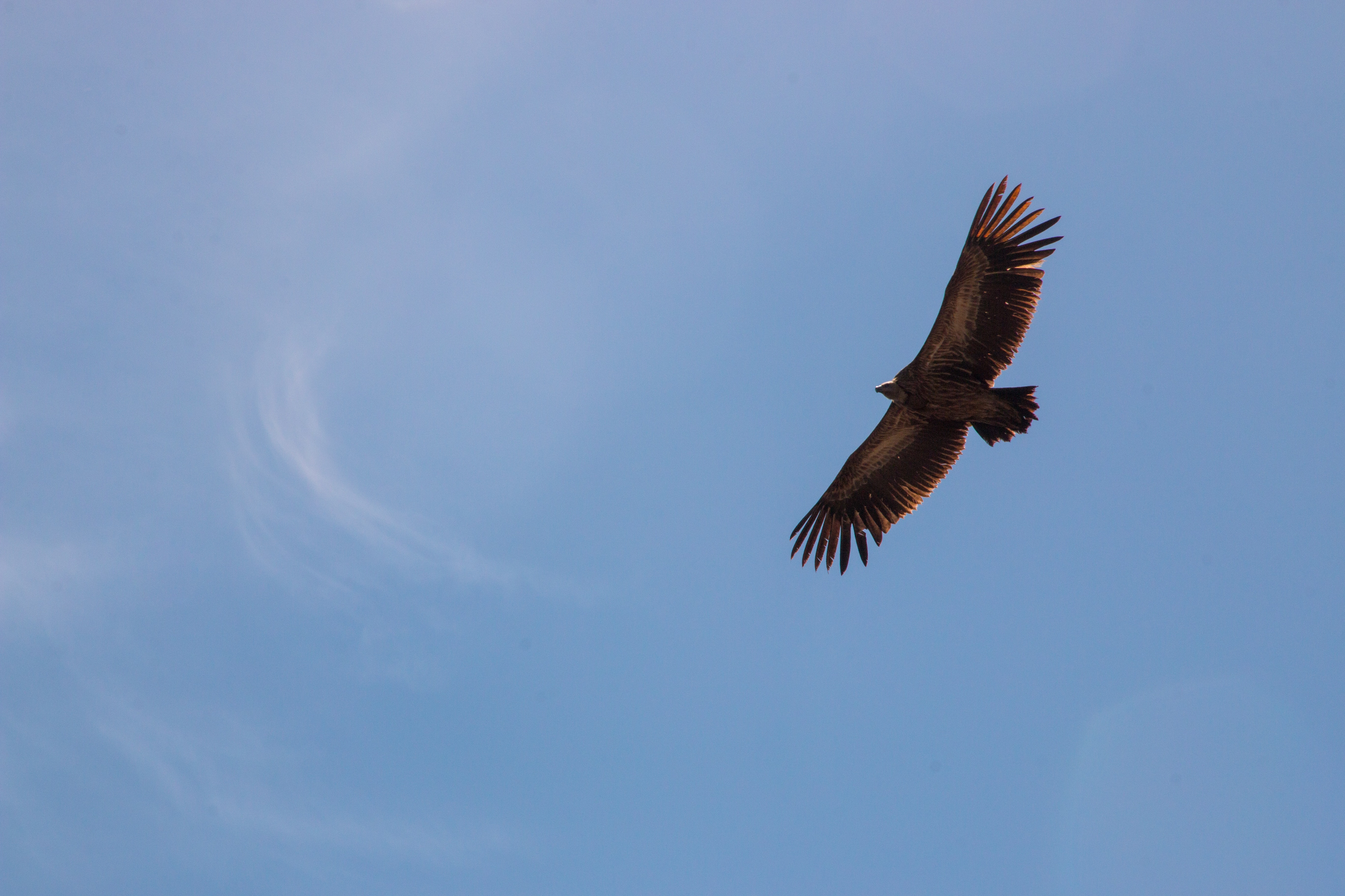 Free Image, bird of prey, turkey vulture, accipitriformes, buzzard, sky, beak, accipitridae, kite, golden eagle, condor, wing, feather, hawk, falcon, falconiformes, flight, wildlife, tail, northern harrier 5472x3648