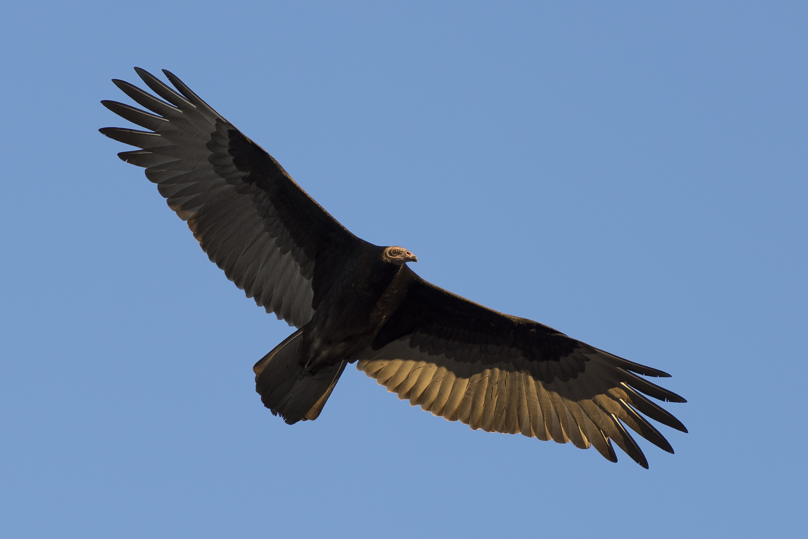 Turkey Vulture soaring high in the sky HD Wallpaper