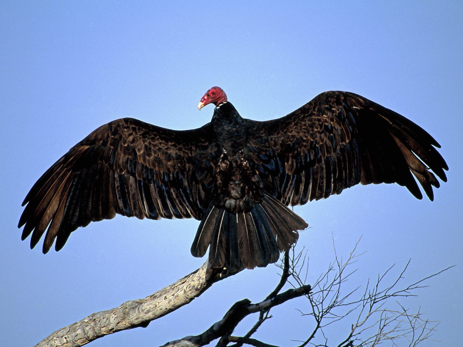Gavilan Hills Blog: Turkey vulture. Vulture image, Vulture, Animals