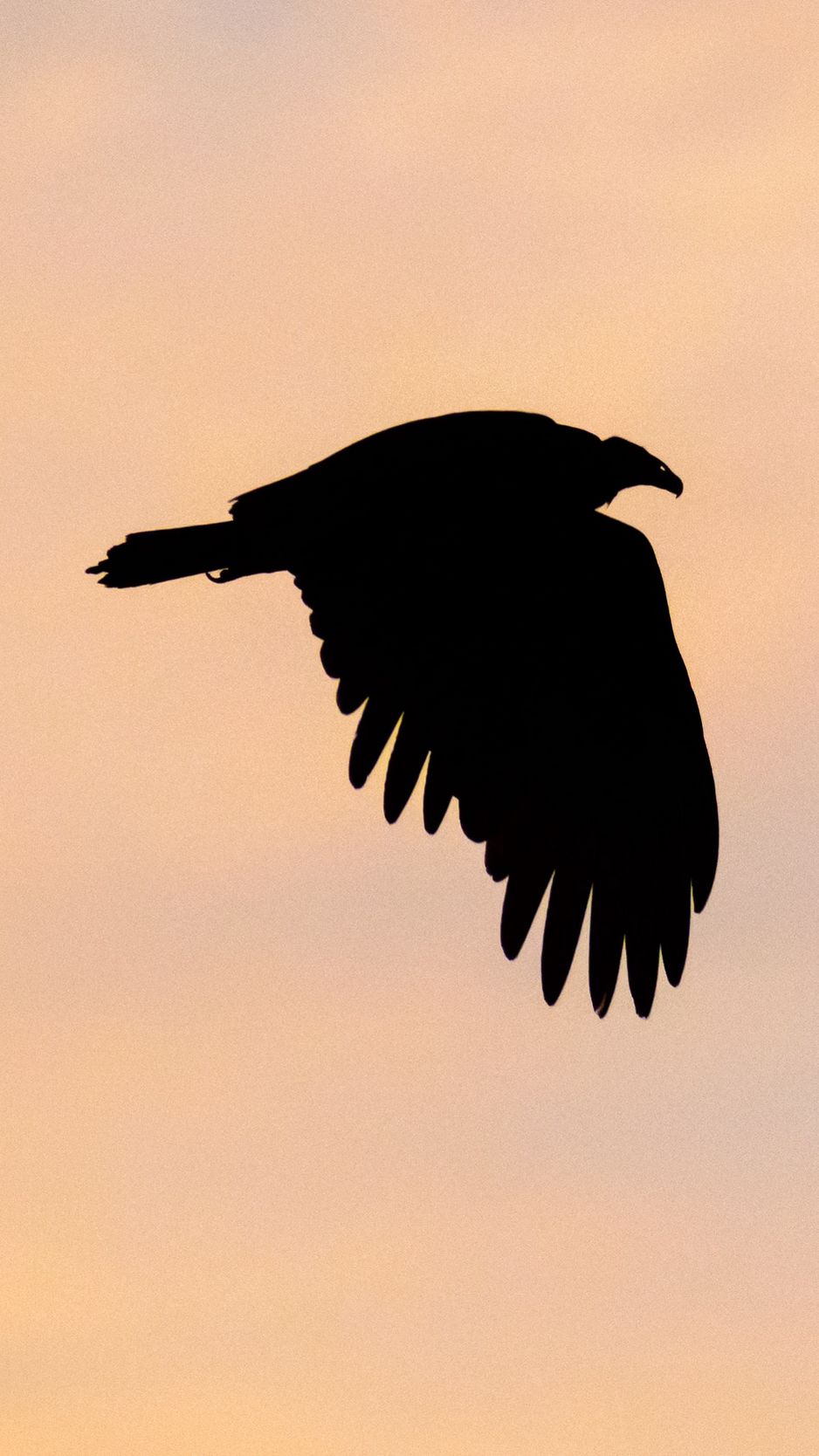 Download Wallpaper 938x1668 Vulture, Bird, Silhouette, Sky Iphone 8 7 6s 6 For Parallax HD Background