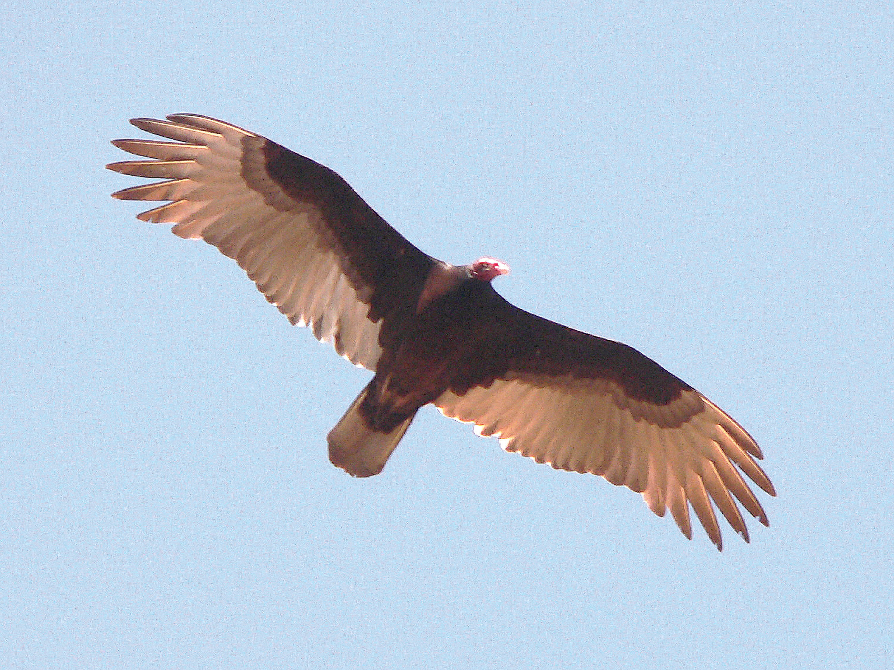 Wildlife moment: Yakima a great summer home for turkey vultures. Outdoors and Recreation