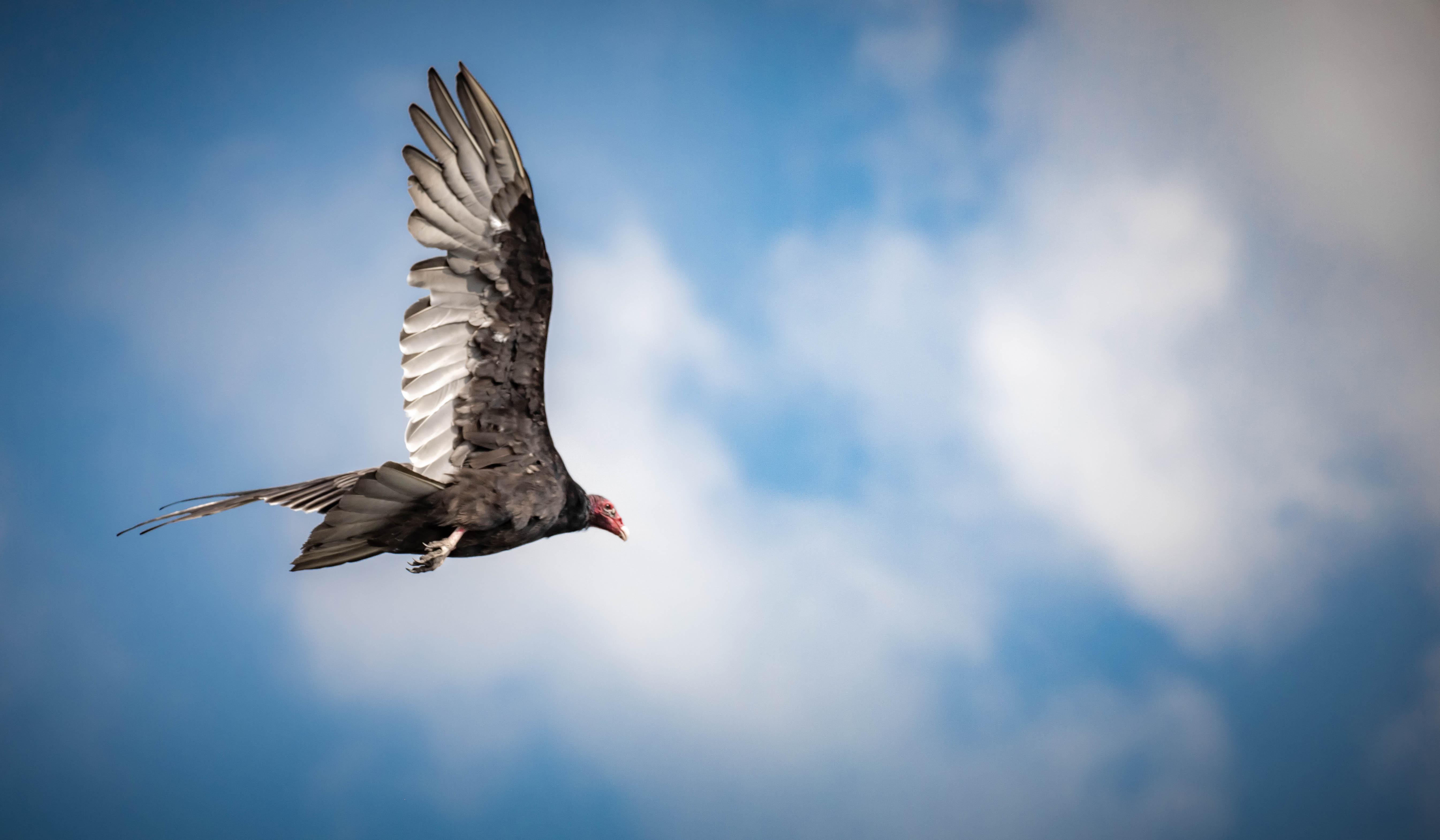 Another view of the Turkey Vulture I came across in Crown Point, IN: Indiana