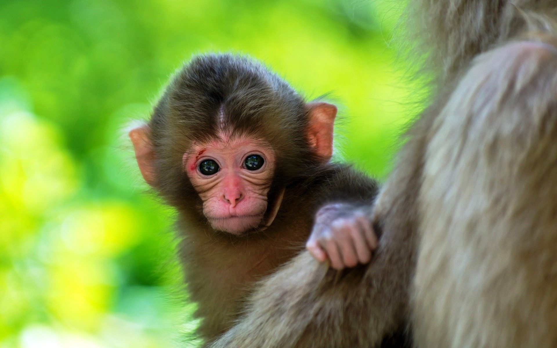 Baby Monkey Wallpaper