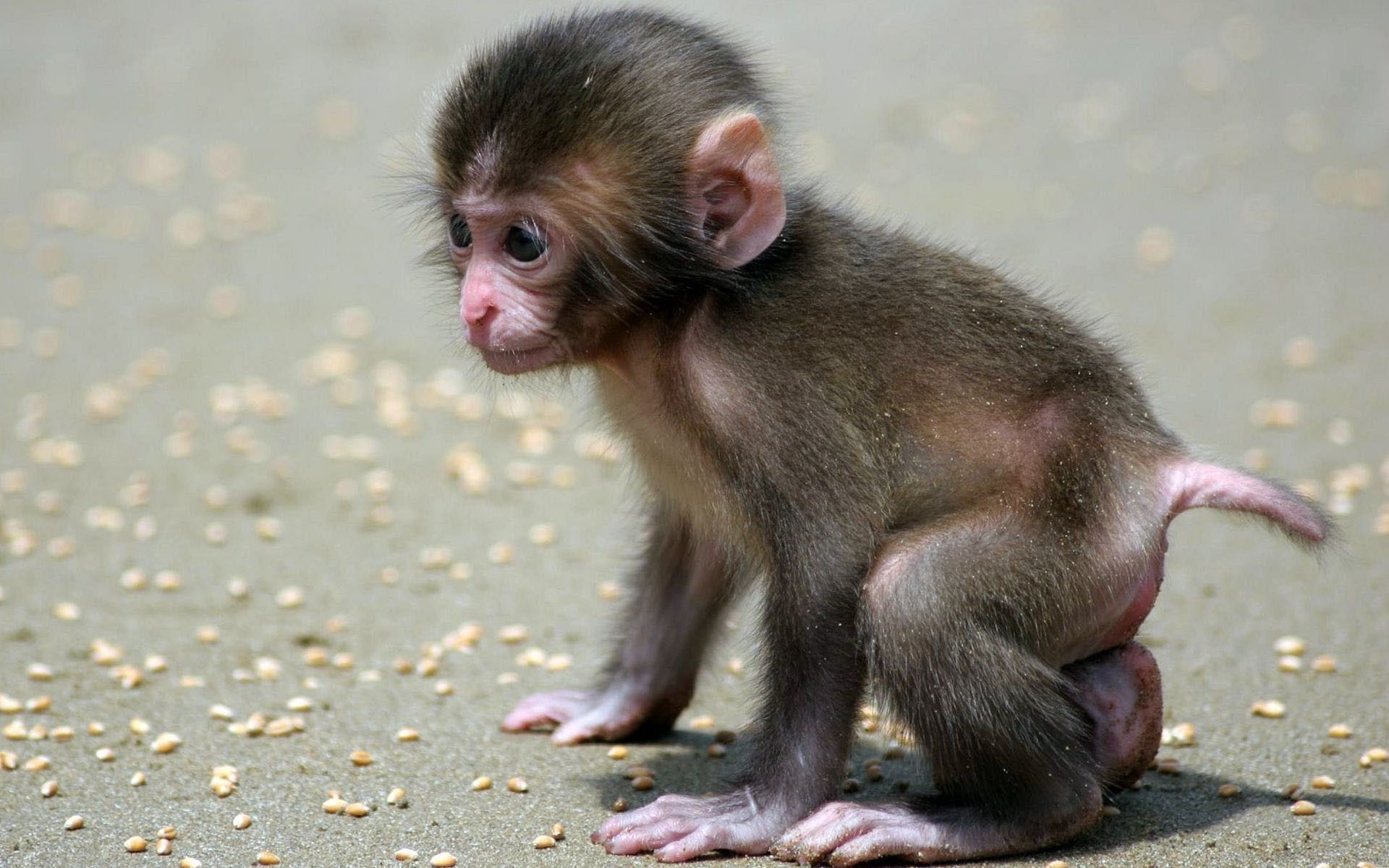 Baby Monkey Wallpaper