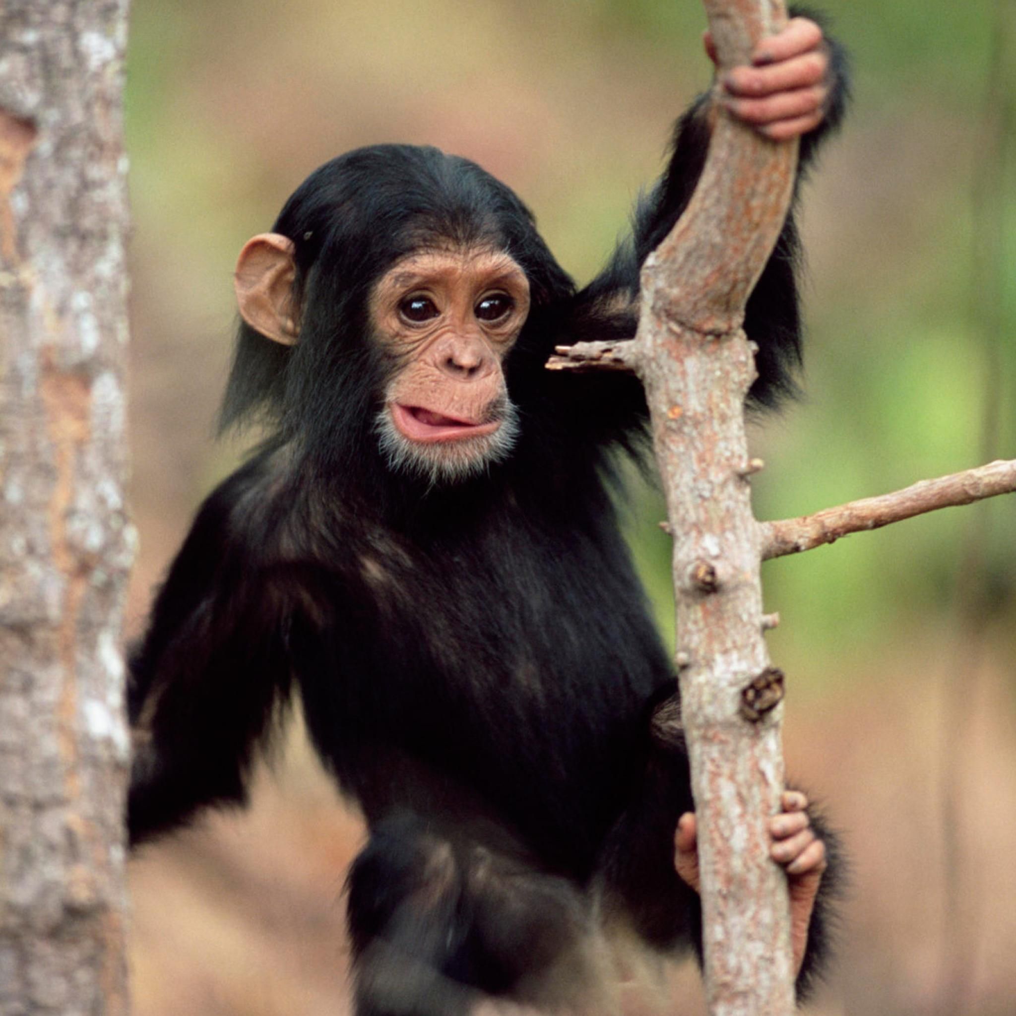 Baby chimp- google image <3. Funny monkey picture, Cute monkey, Monkey picture