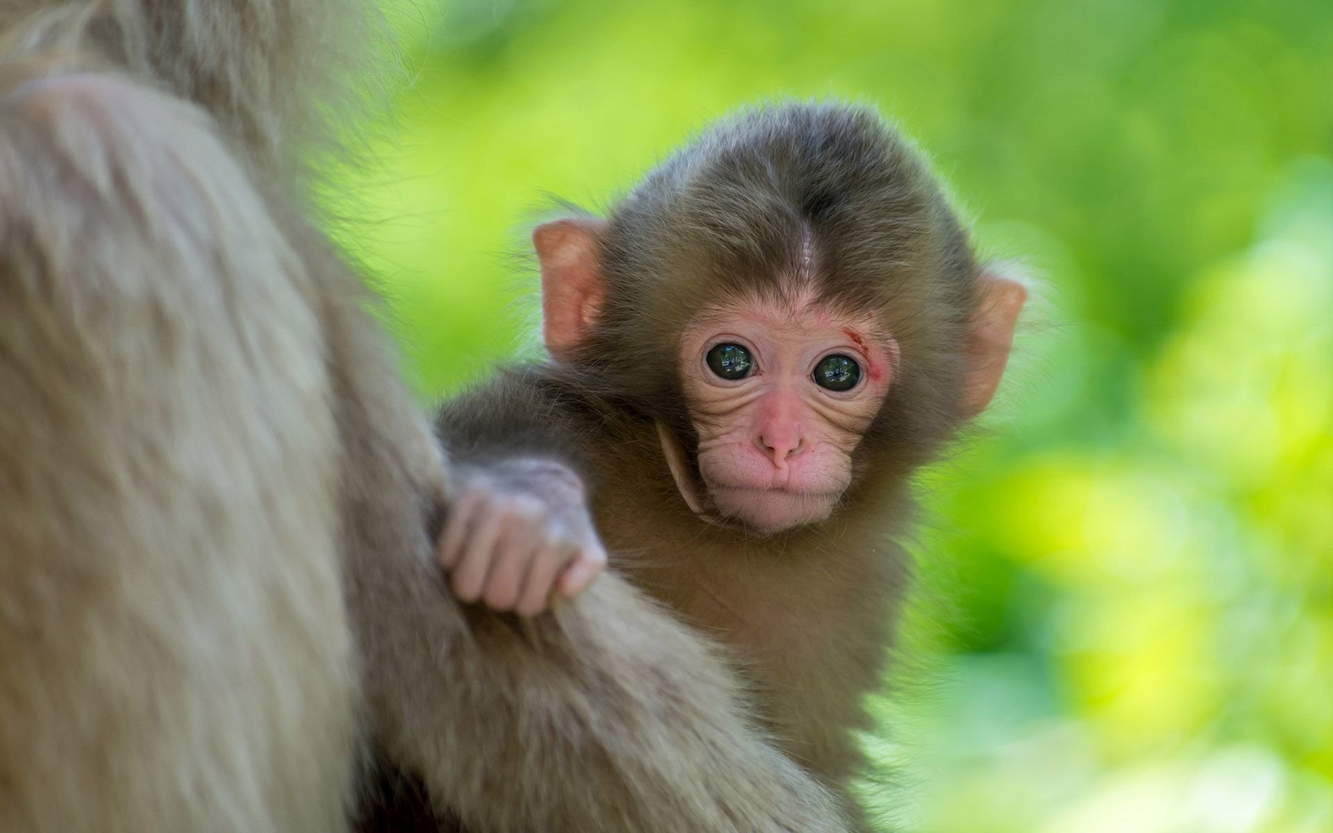 Baby Monkey HD Wallpaper