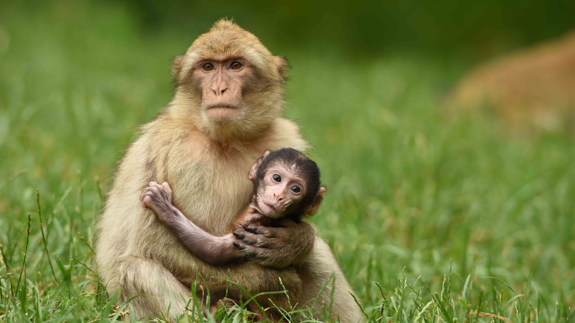 Mother and Baby Monkey HD Wallpaper