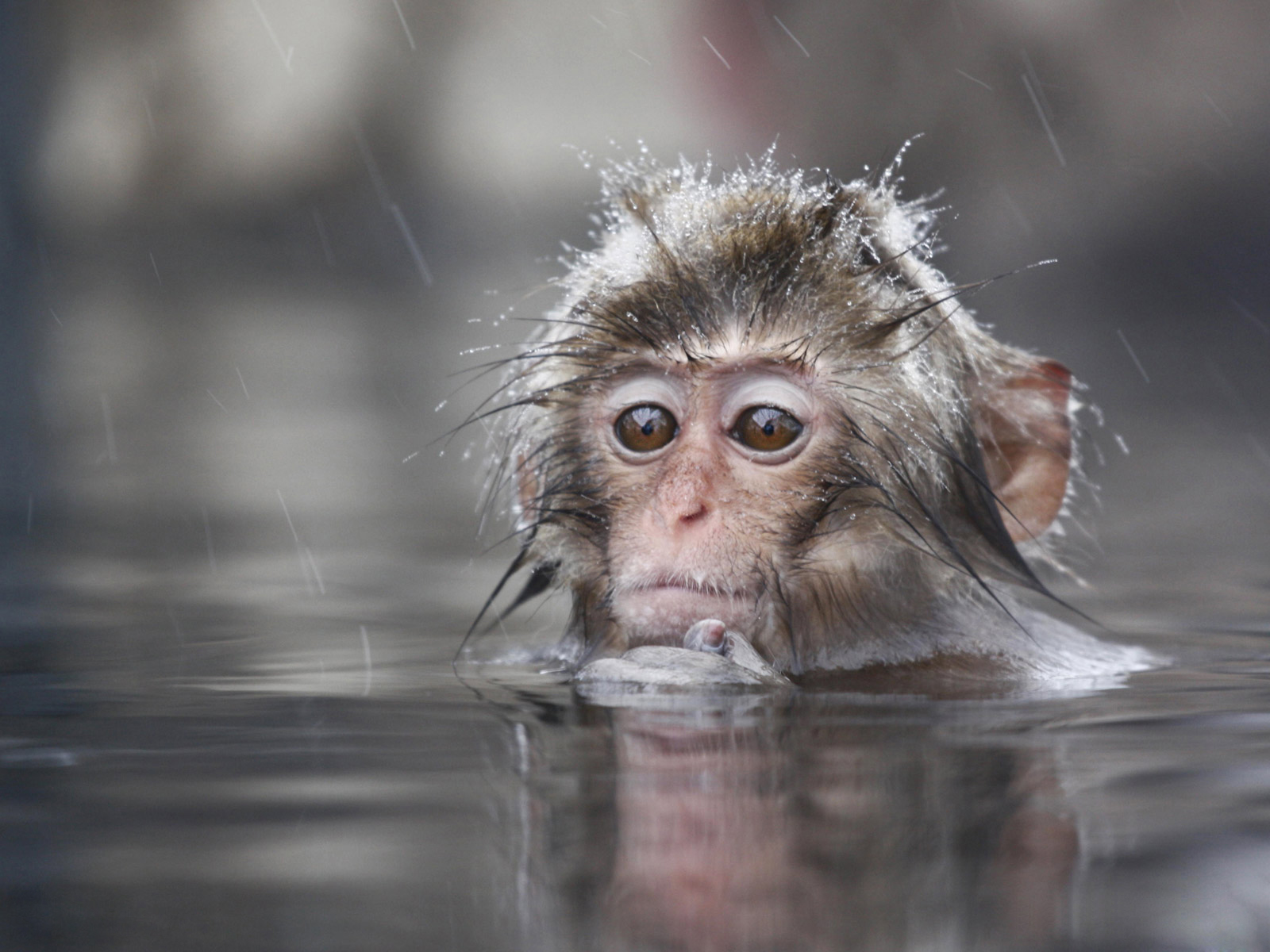 Baby Monkey In Water HD Wallpaper