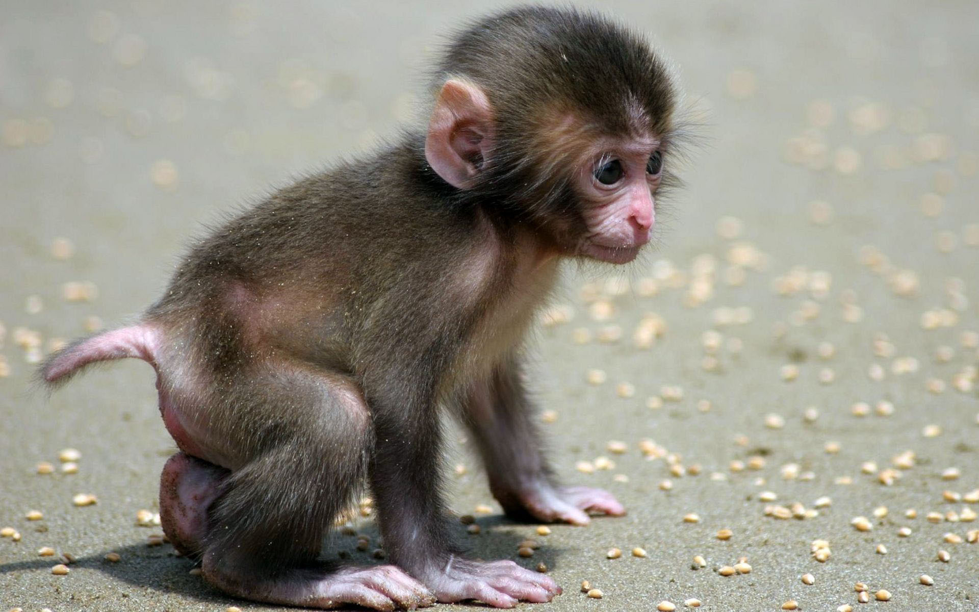 Baby Monkey HD wallpaper