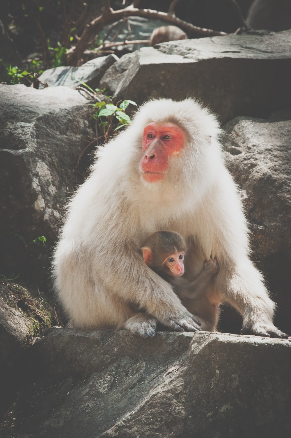 Monkey Baby Picture. Download Free Image