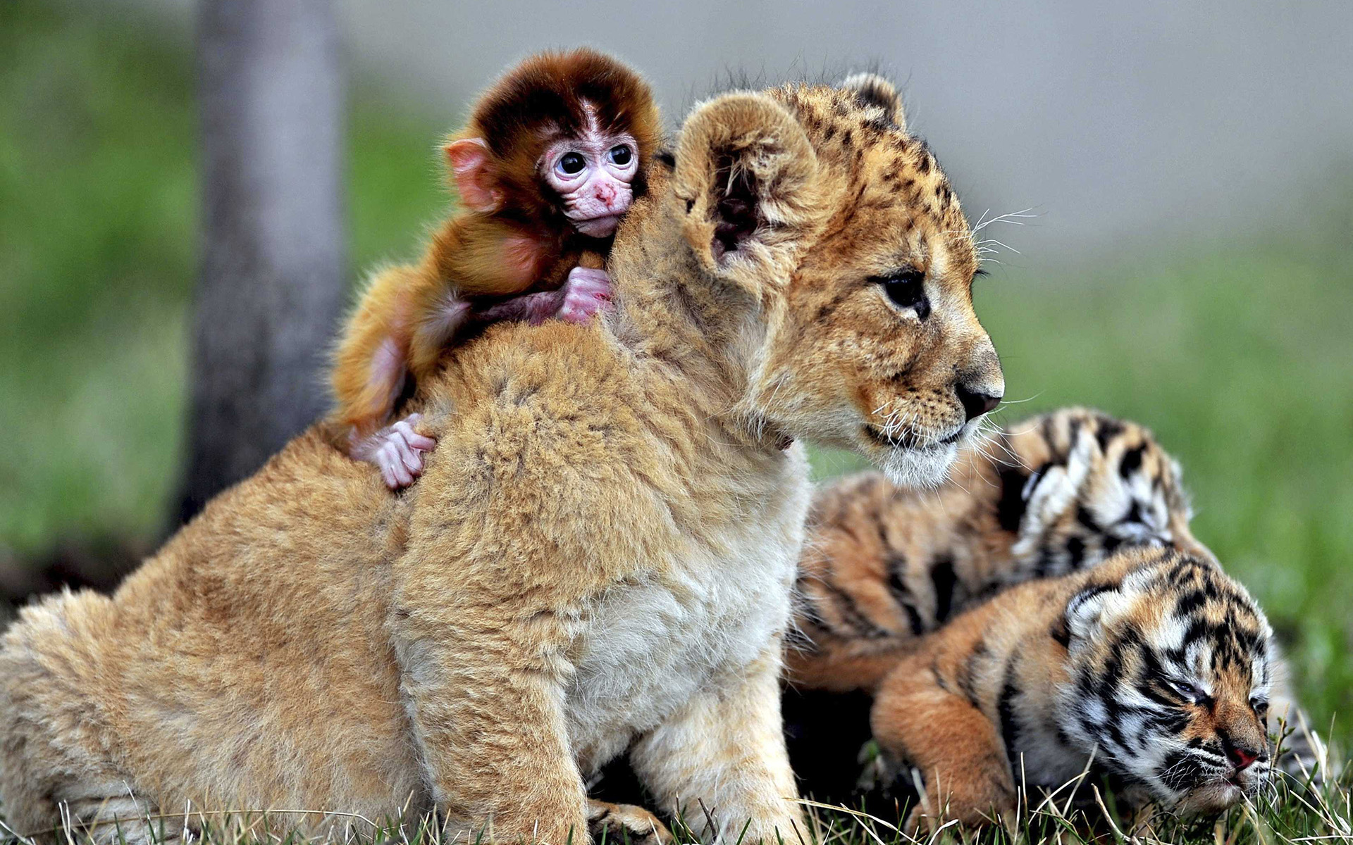 Desktop Wallpaper Baby Animals, Lion, Monkey, Tiger, HD Image, Picture, Background, 9yyon7