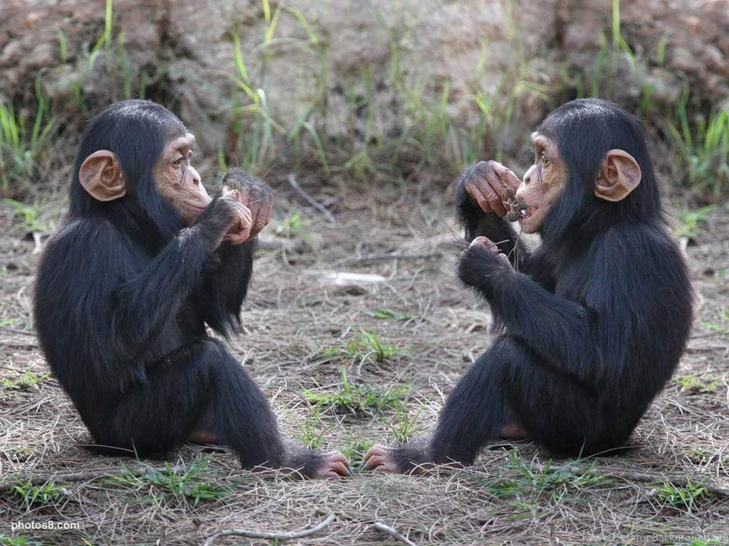 Chimpanzee Baby Wallpaper Desktop Background