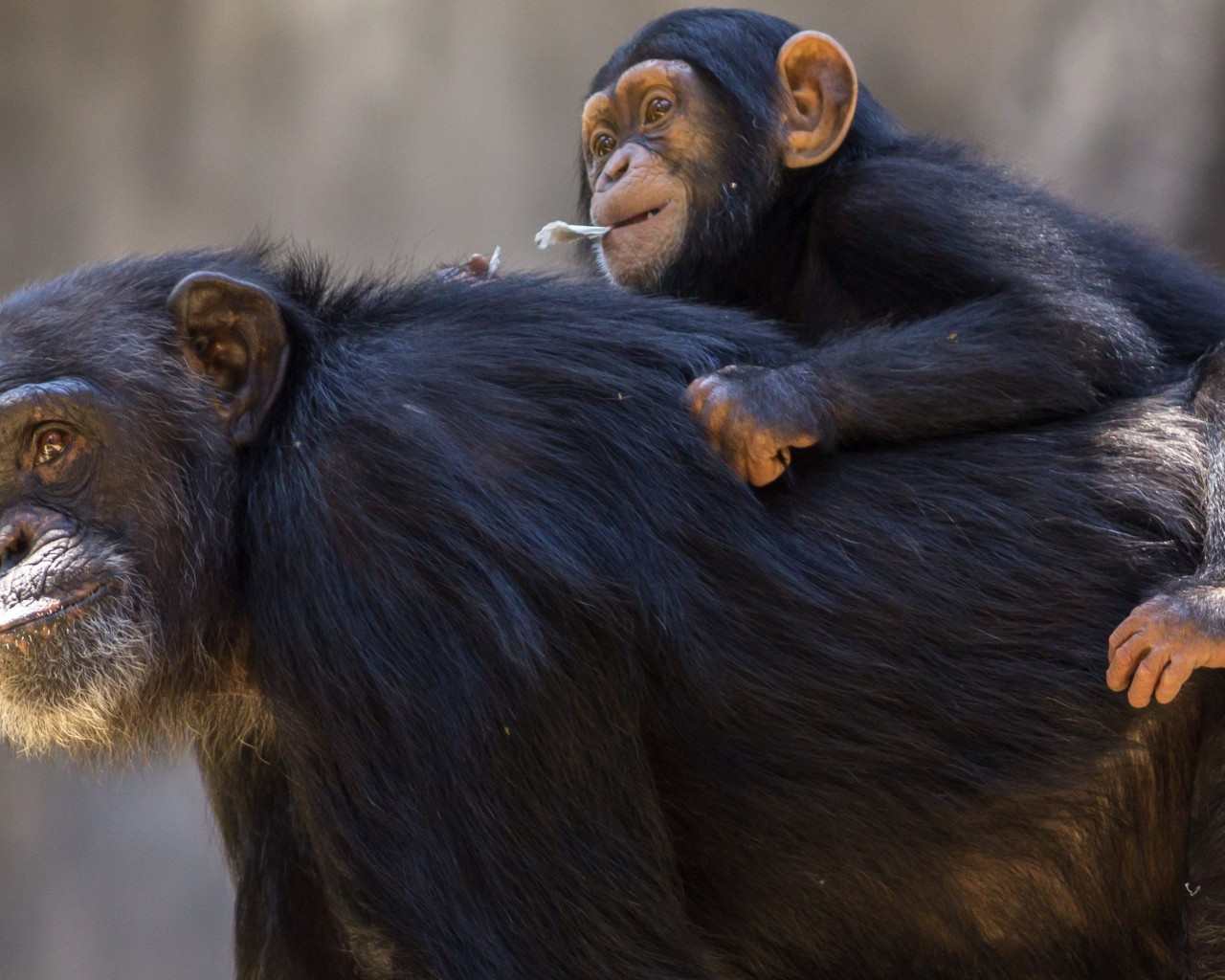 Download 1280x1024 Chimpanzee, Baby, Family Wallpaper