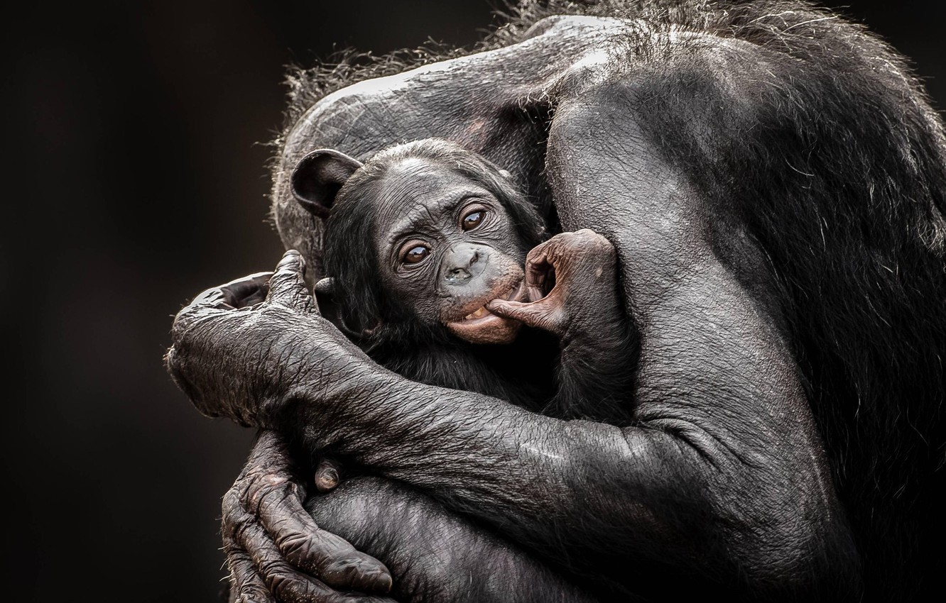 Wallpaper love, monkey, hug, baby, mom, chimpanzee image for desktop, section животные