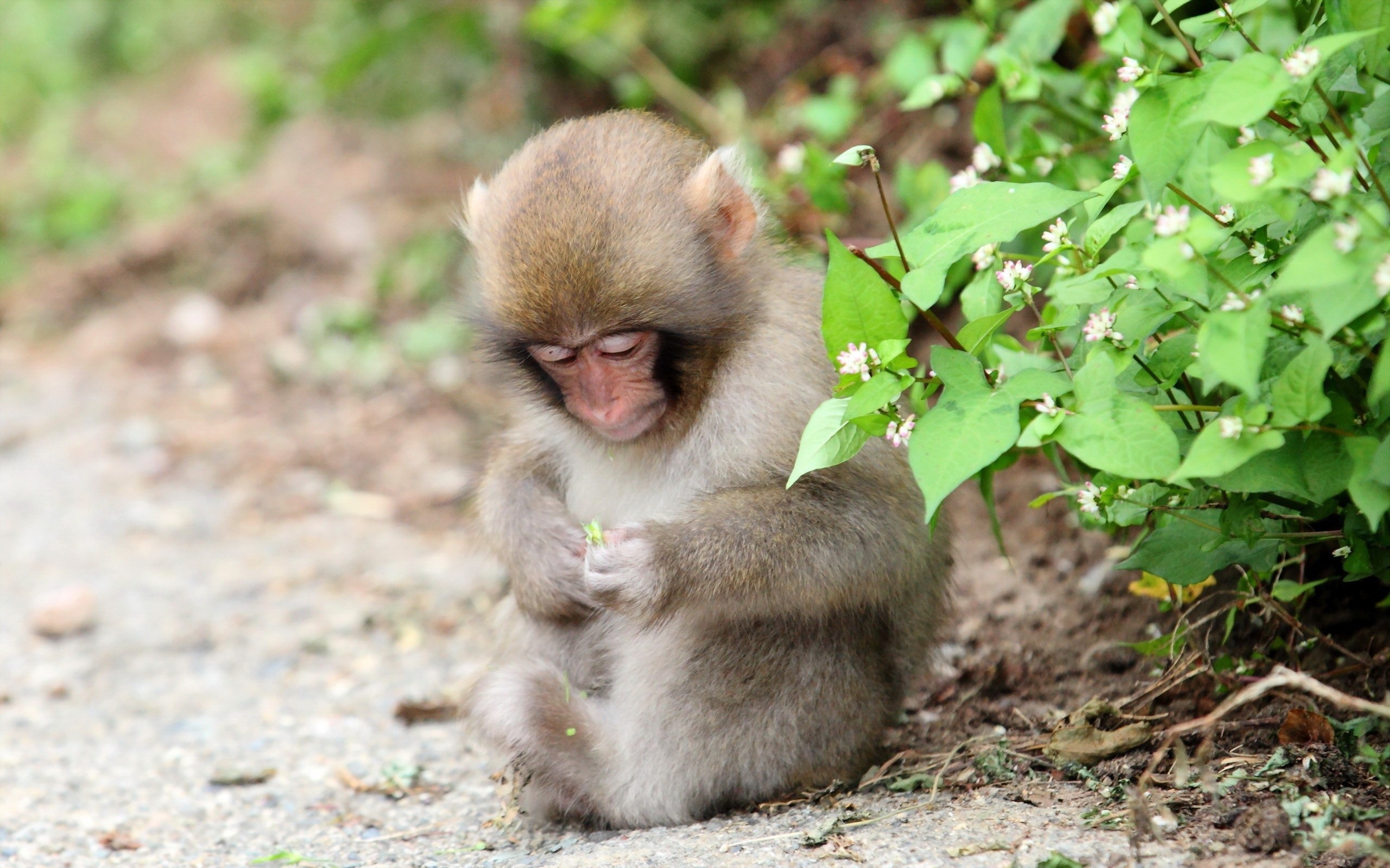 2560x HD Wallpaper Baby Monkey Background