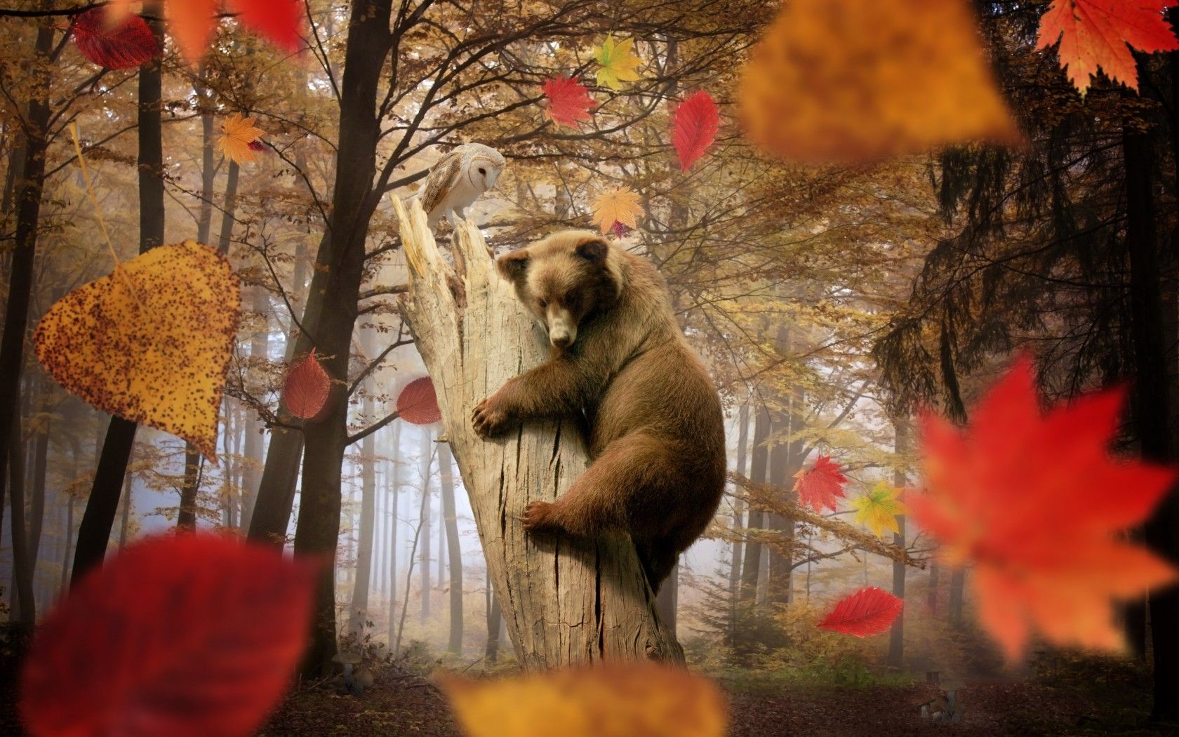 Autumn. Animals, Pet birds, Bear
