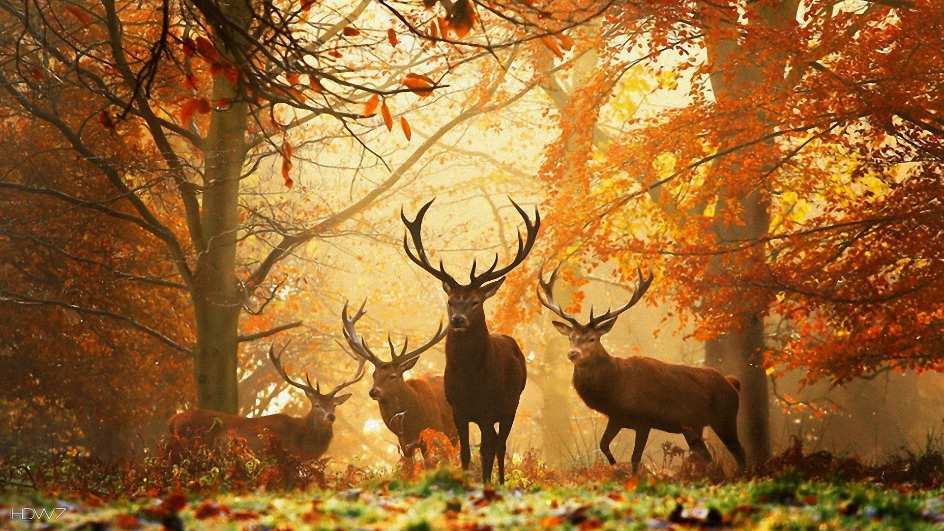 animals HD wallpaper autumn deer. HD wallpaper gallery