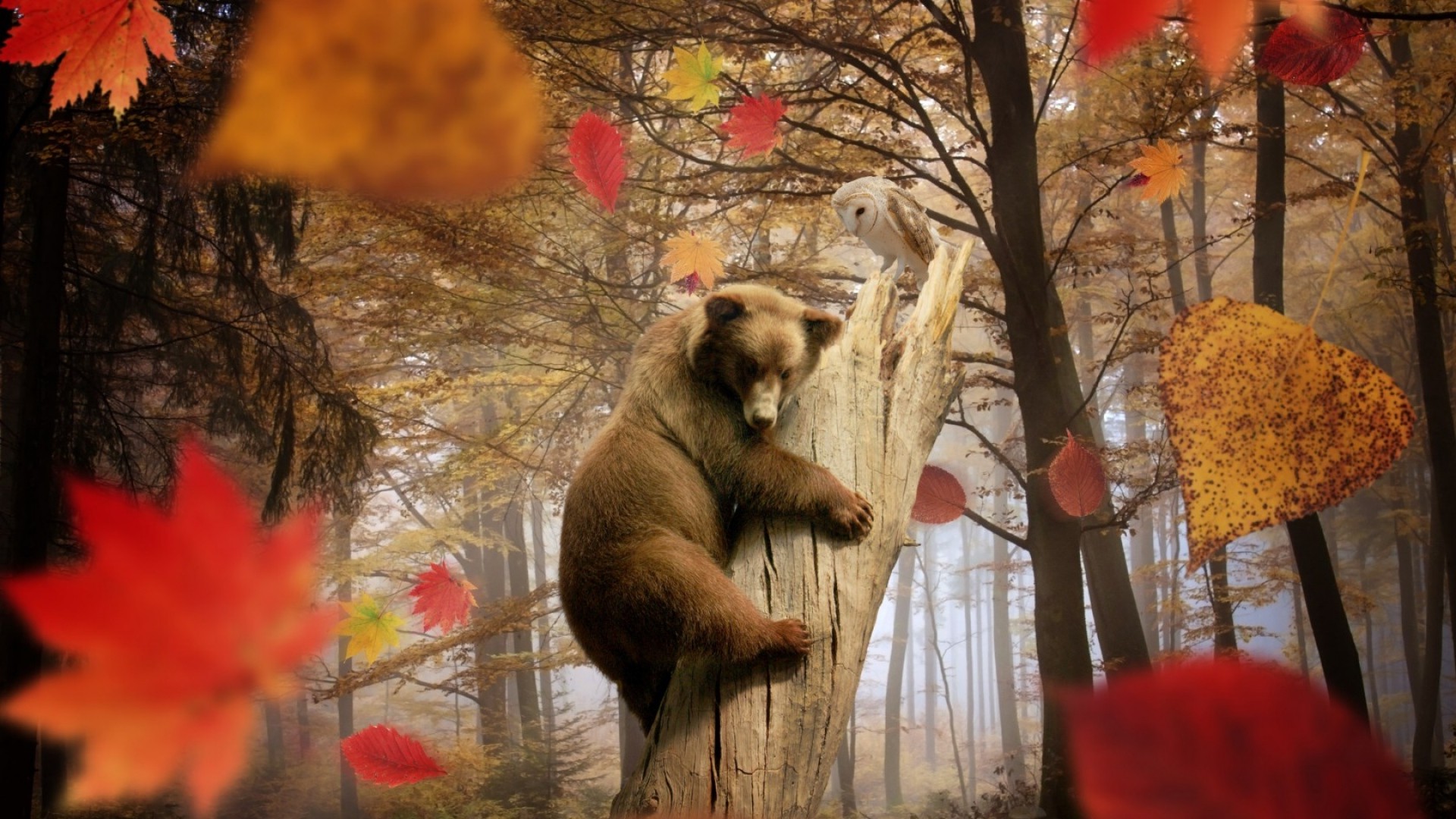nature, Landscape, Trees, Leaves, Fall, Animals, Bears, Birds, Owl, Branch, Mist, Dead Trees, Photo Manipulation, Climbing Wallpaper HD / Desktop and Mobile Background