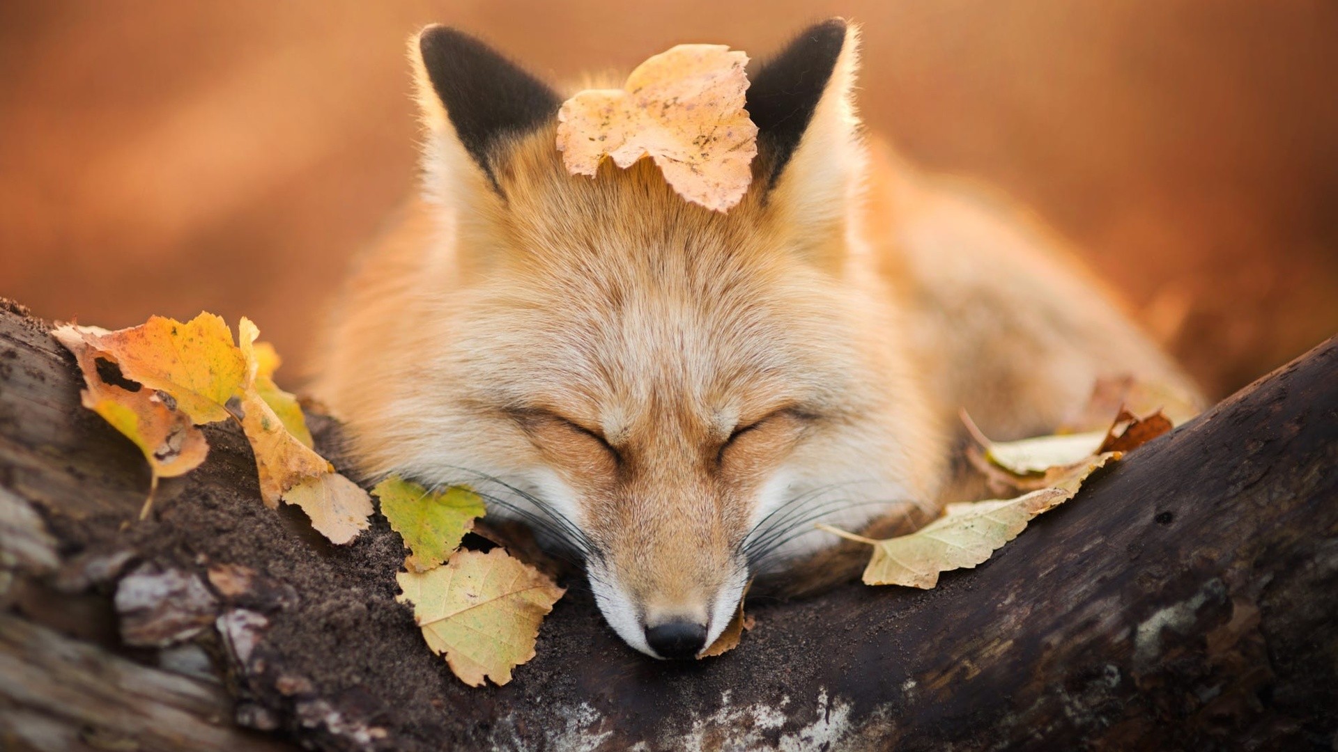 Wallpaper, nature, animals, fox, trees, leaves, fall, depth of field, sleeping, muzzles, photography 1920x1080