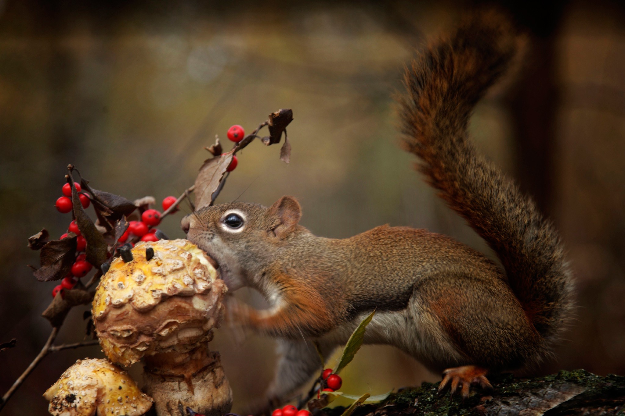 Wallpaper, animals, squirrel, branch, mushroom, wildlife, eating, rodent, chipmunk, autumn, fauna, mammal, 2048x1365 px, vertebrate 2048x1365
