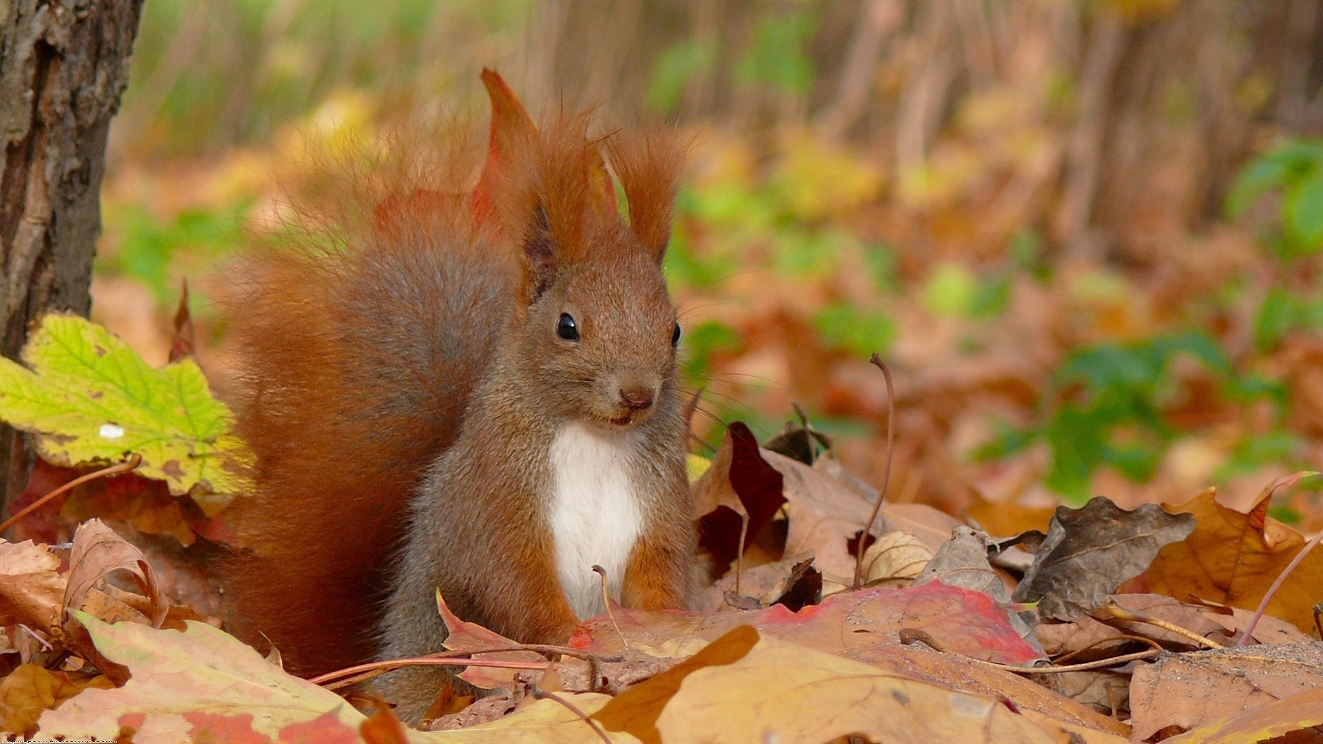 nature autumn animals leaves outdoors squirrels 1920x1080 wallpaper