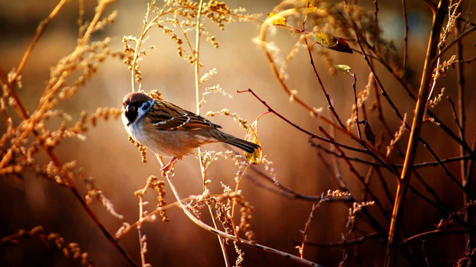 sunlight, birds, animals, nature, reflection, winter, photography, branch, morning, wildlife, spring, light, autumn, flower, bird, season, perching bird, close up, macro photography. Mocah HD Wallpaper