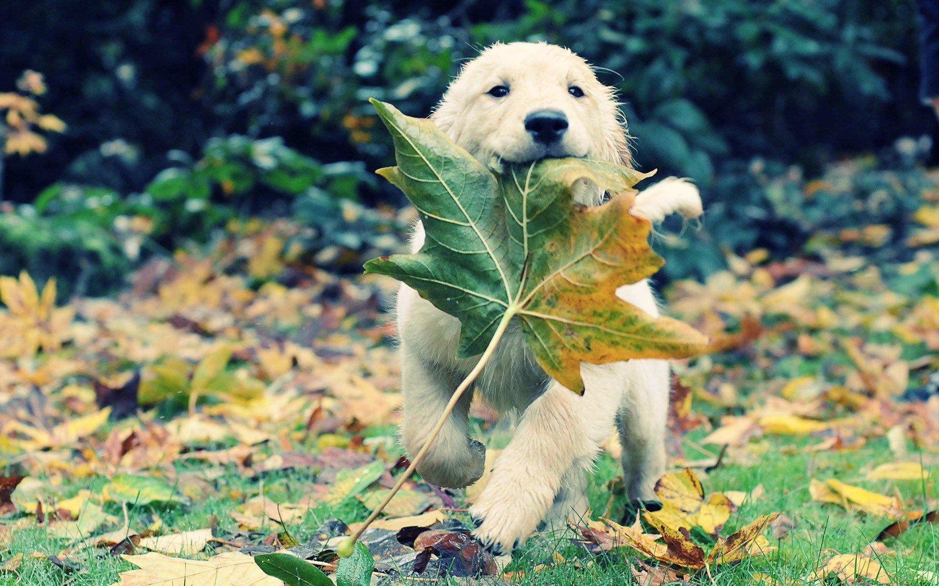 Autumn animals leaves grass dogs puppies adventure golden retriever fallen leaves wallpaperx1200