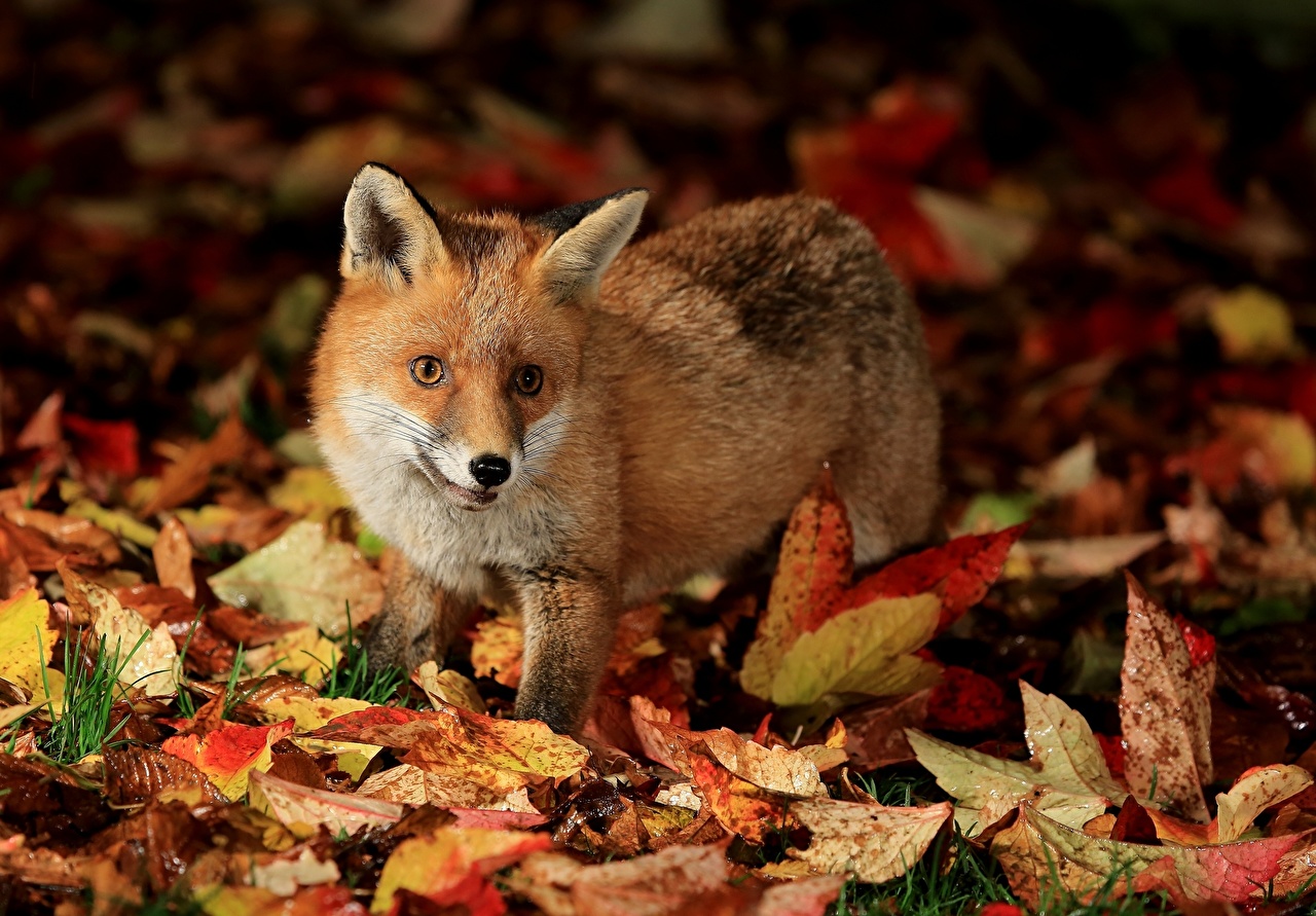 Picture Foxes Leaf Autumn animal Staring