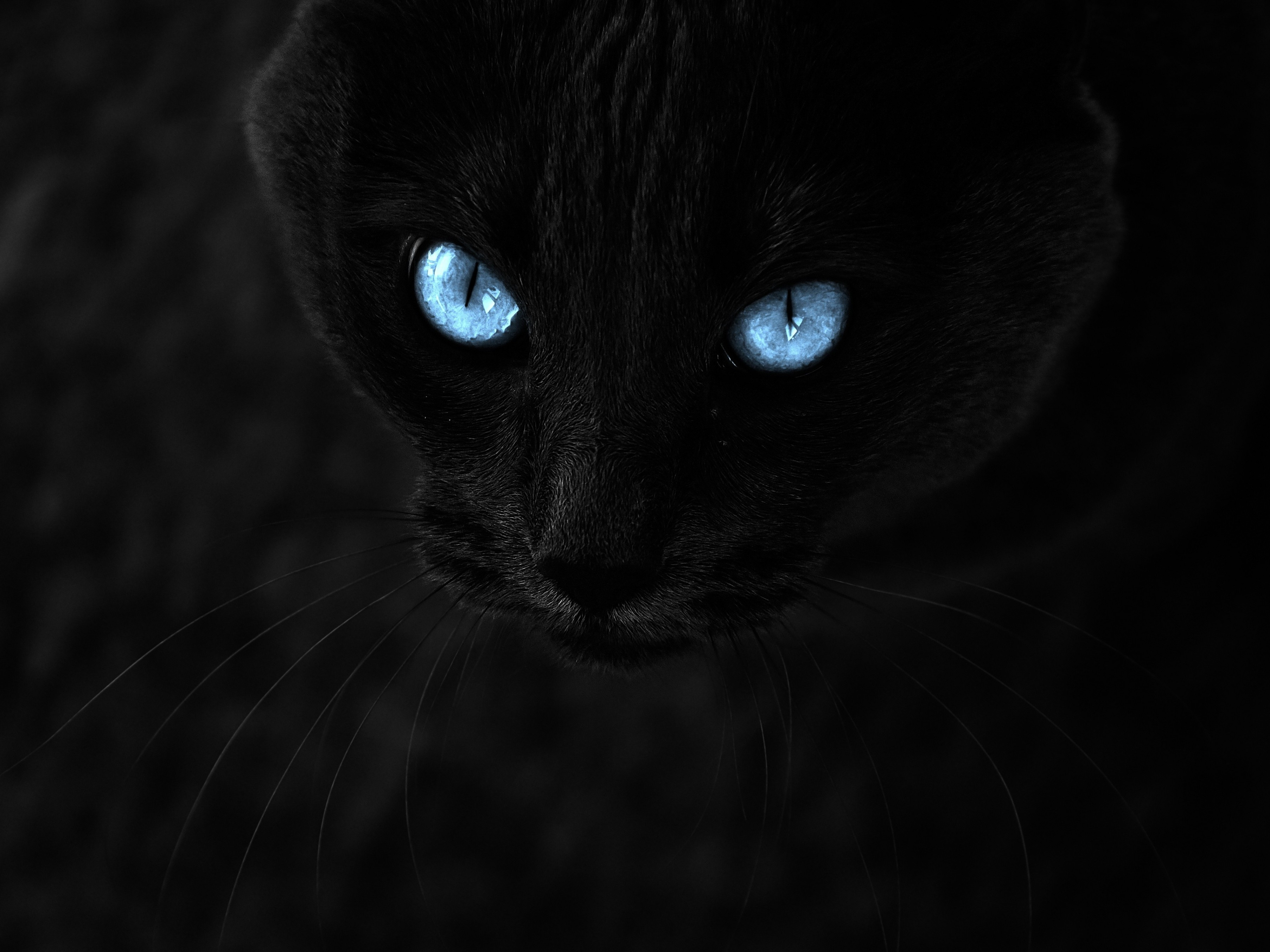 Download 3611x2708 Black Cat, Blue Eyes, Close Up, Muzzle, Cats Wallpaper