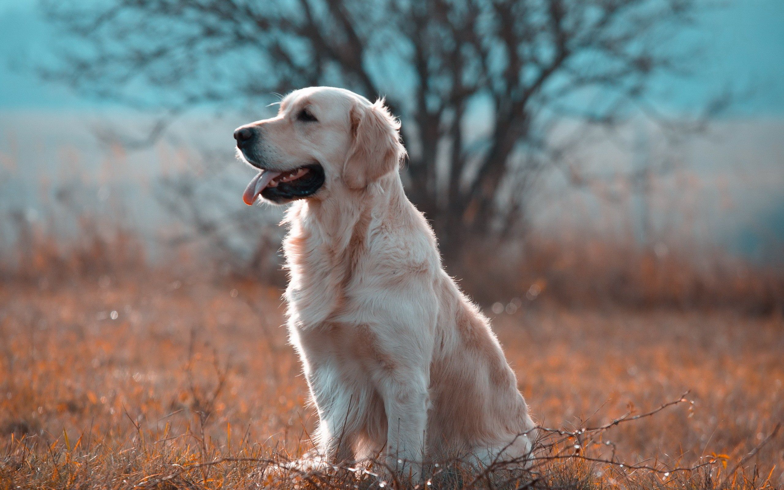 Golden Retrievers Wallpaper