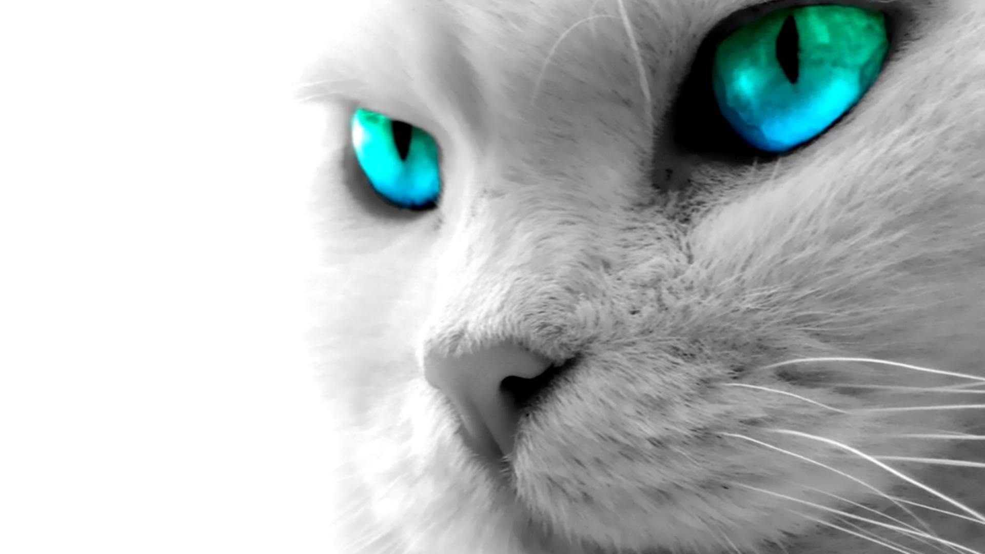 Blue Eyes Wallpaper Best Image About Cat Wallpaper Cat Wallpaper 1080p