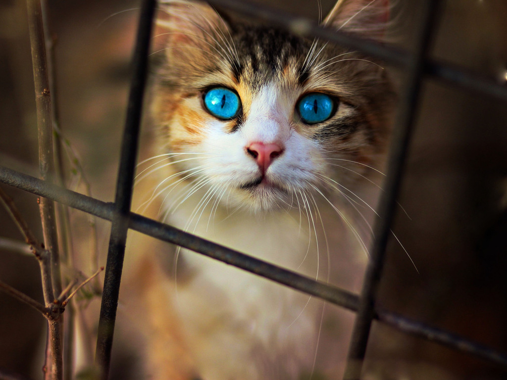 Cat Blue Eyes 1024x768 Resolution HD 4k Wallpaper, Image, Background, Photo and Picture